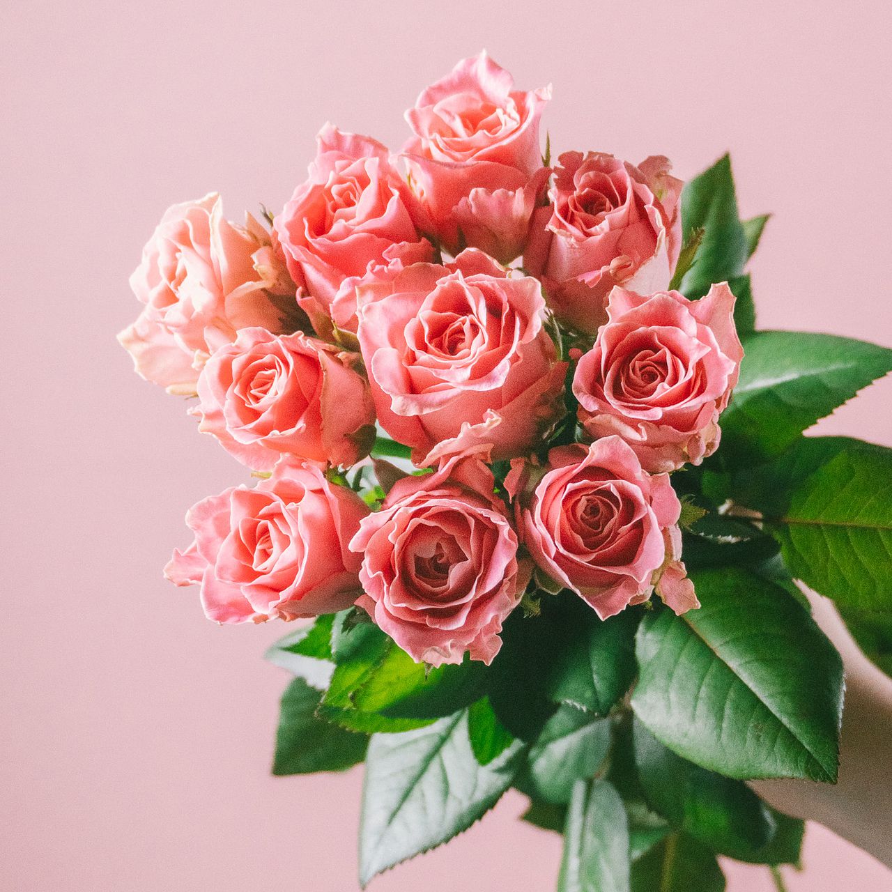 おひつじ座のバラ「アーリエス」