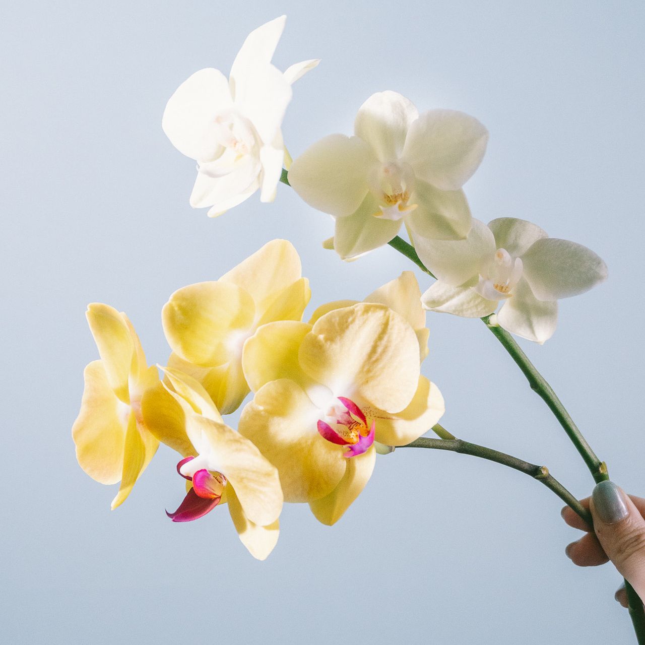 日野洋蘭園のタイダアポロとリトルゴールド（2本）