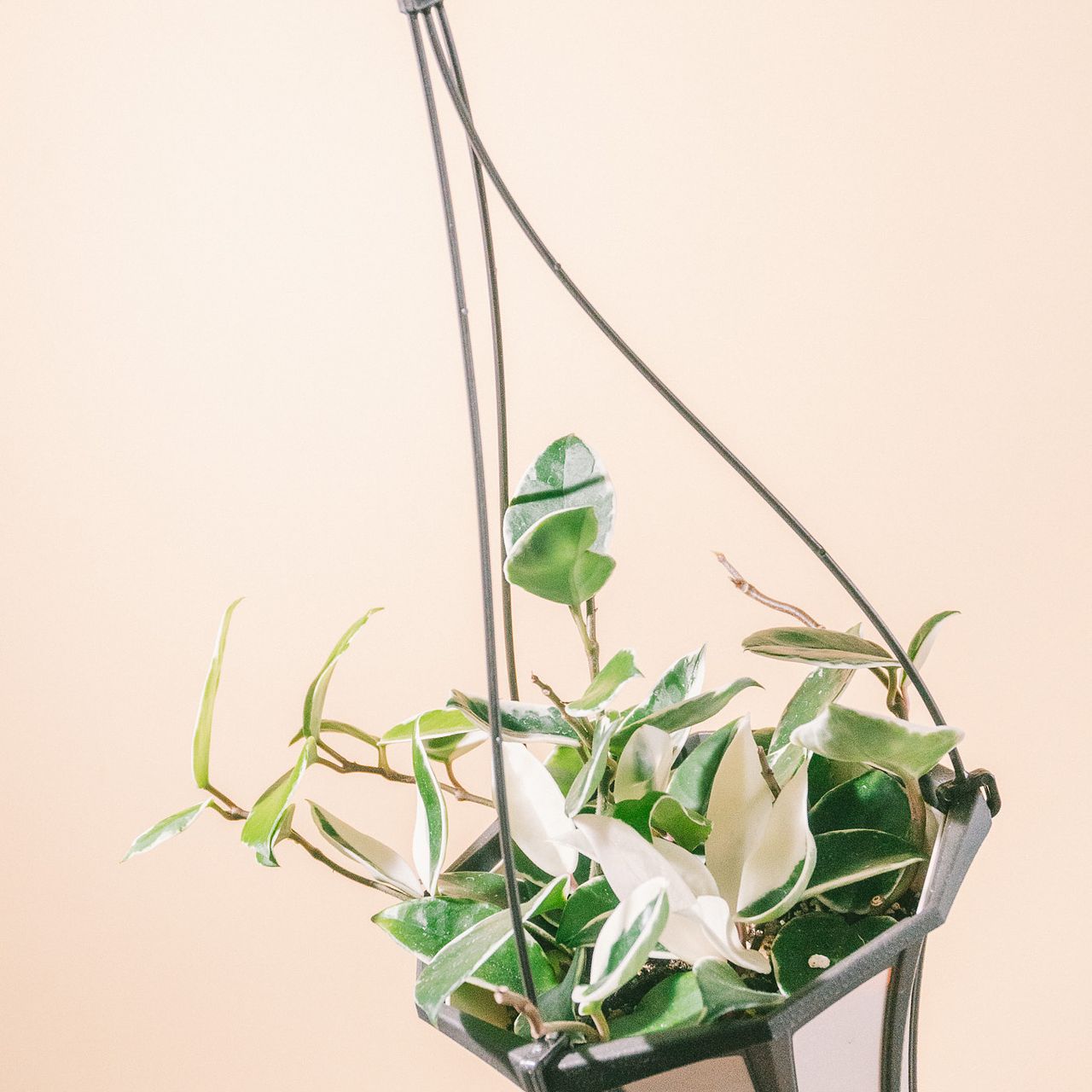 ホヤ「カルノーサ」（サクララン）