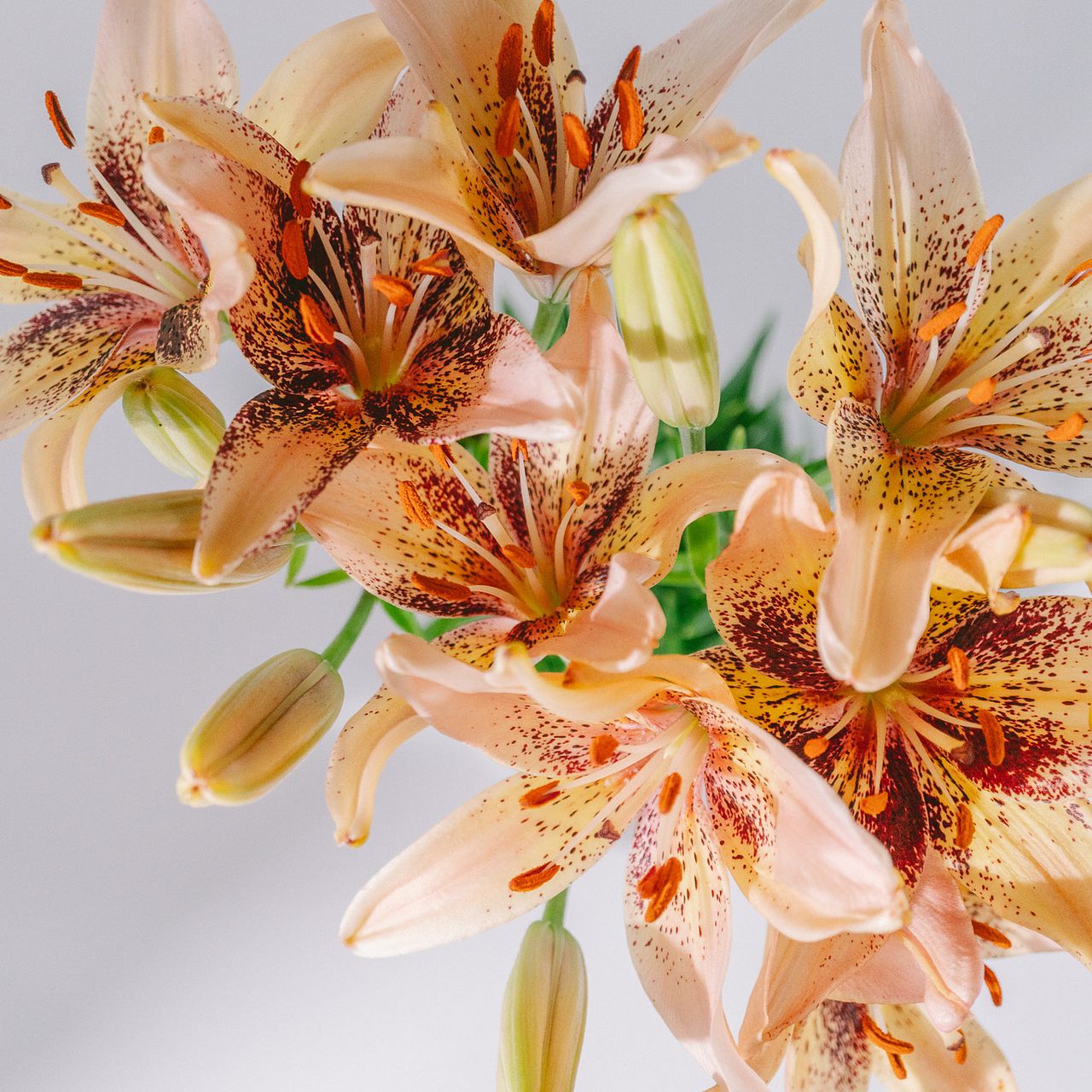 産直】今井ゆり園のブラウンシュガーリリー