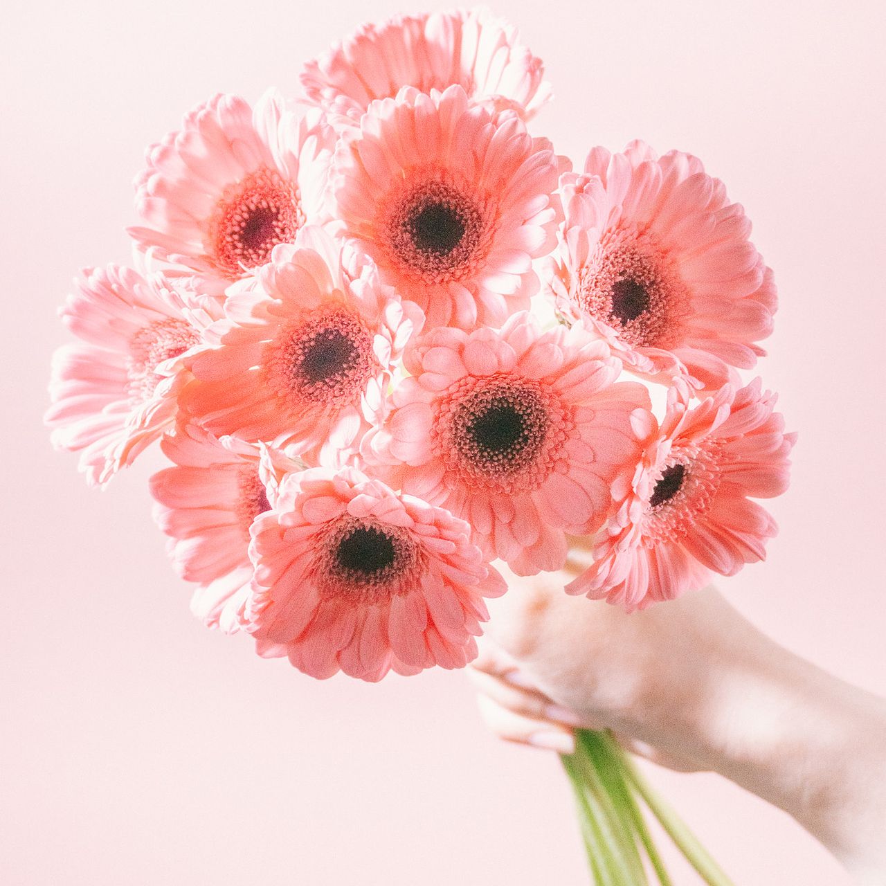 ガーベラ「ハピネス」