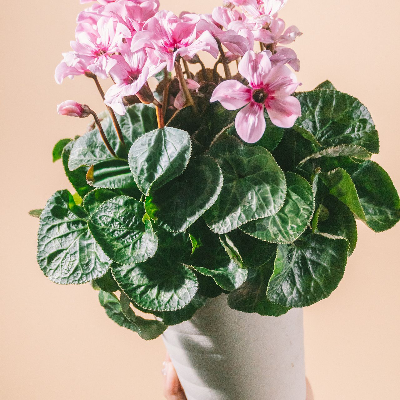 上向きに咲く！シクラメン「イリュージアピンクラテ」