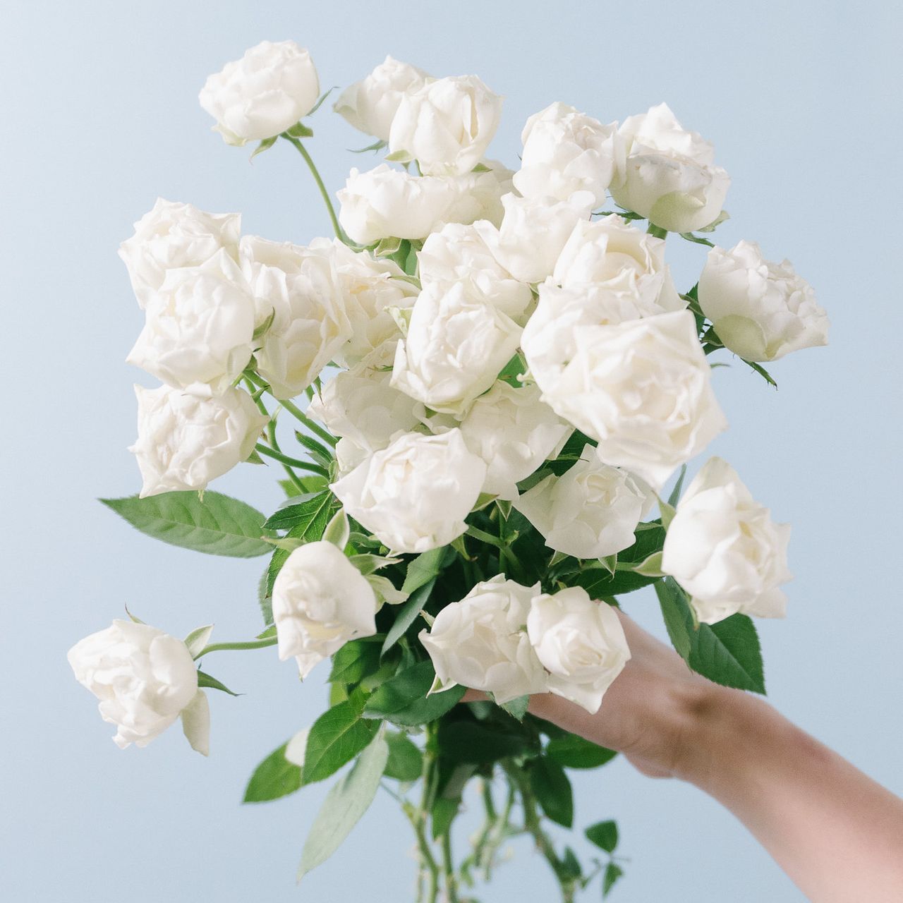 カップ薔薇予約分 61uw9DBoo8L._UF350,350_QL50_.jpg