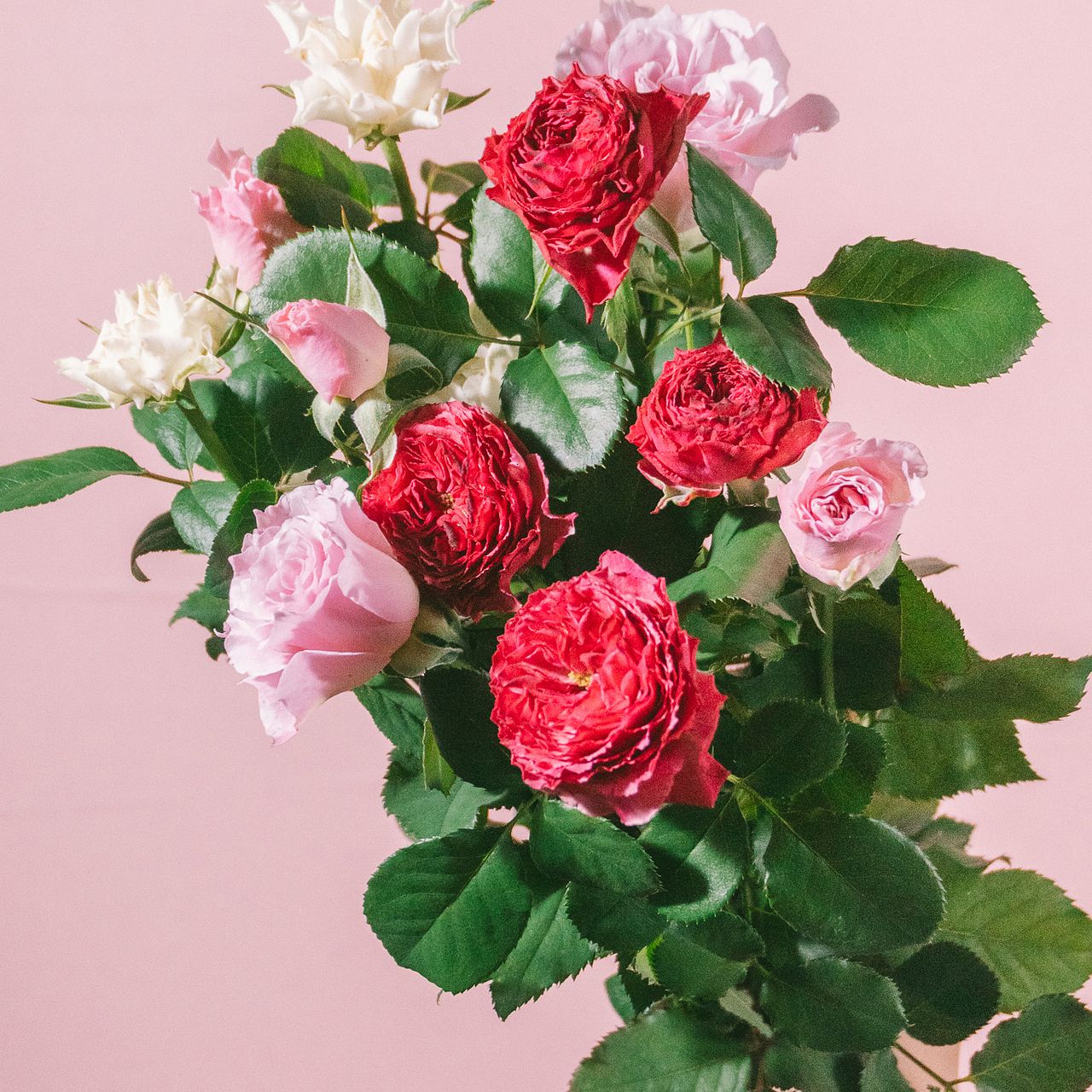 保科バラ園の希少品種ローズアソート