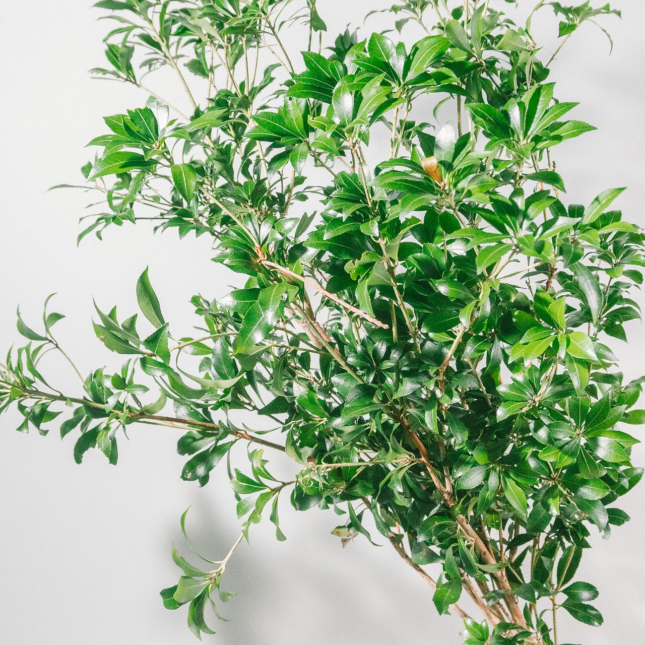 葉っぱ付きお花 アセビ（ロングサイズ）