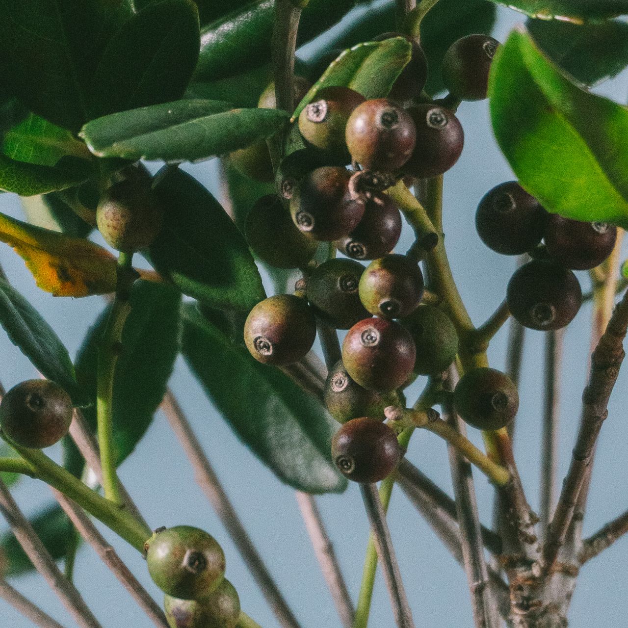 季節の実つき枝もの「シャリンバイ」