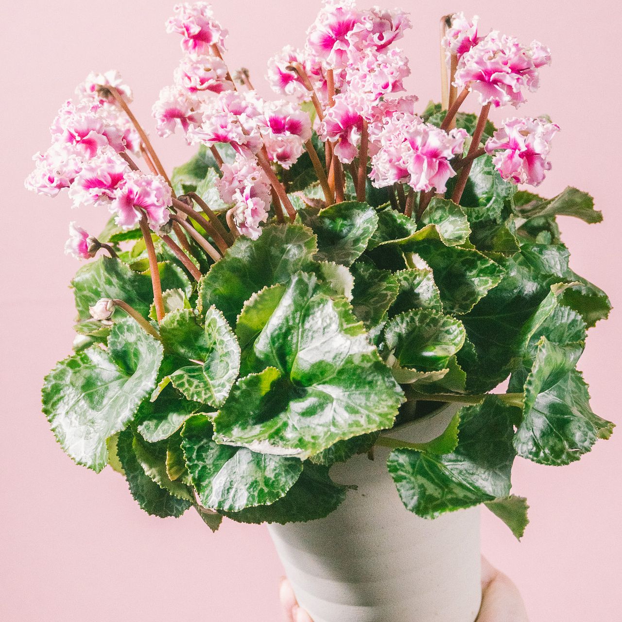 高級シクラメン「フェアリーラブ」