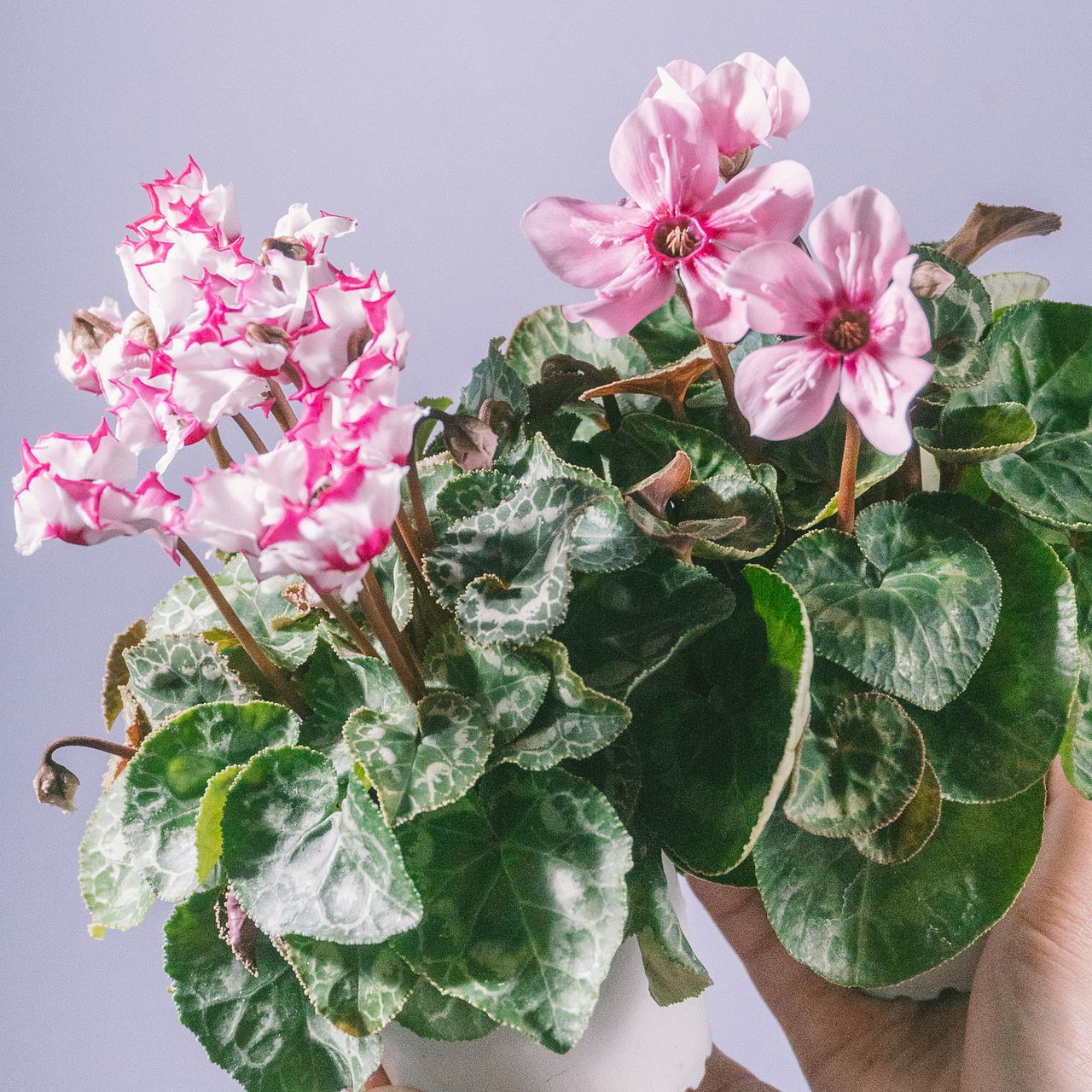 【No.261】キラッキラシリーズ ハート 赤 ピンク ビジュー グラデ ミニシクラメン「イリュージアピンクラテ」と「アブソリュドゥモレル」