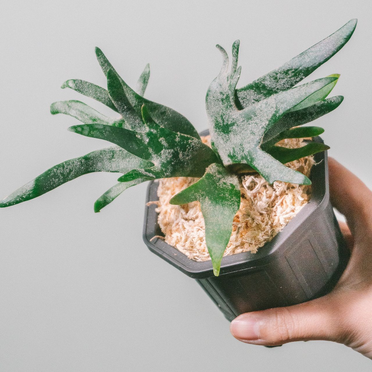 ビカクシダ jade girl 極美　最高傑作 ビカクシダ jade girl 極美 最高傑作