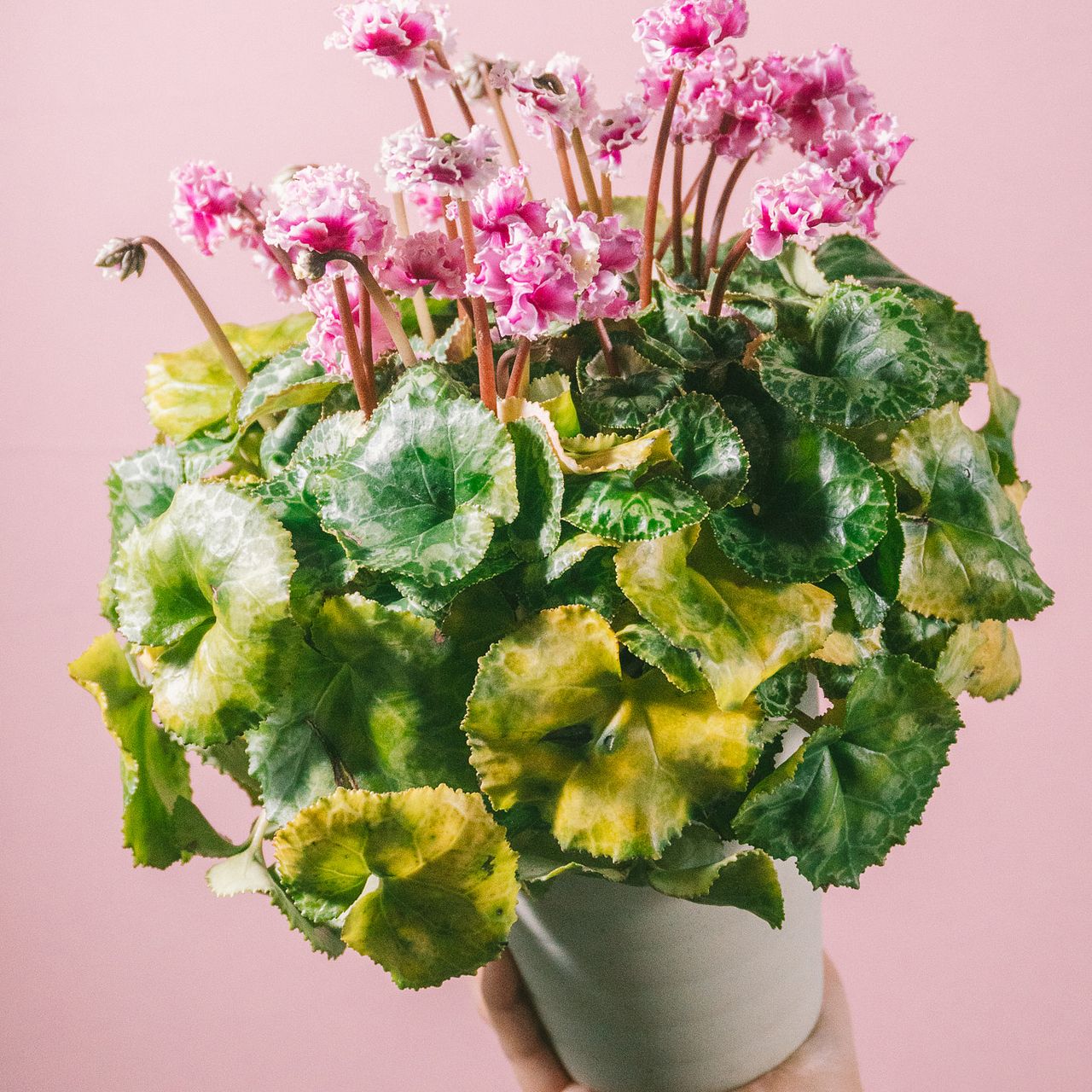 レスキュー】高級シクラメン「フェアリーラブ」