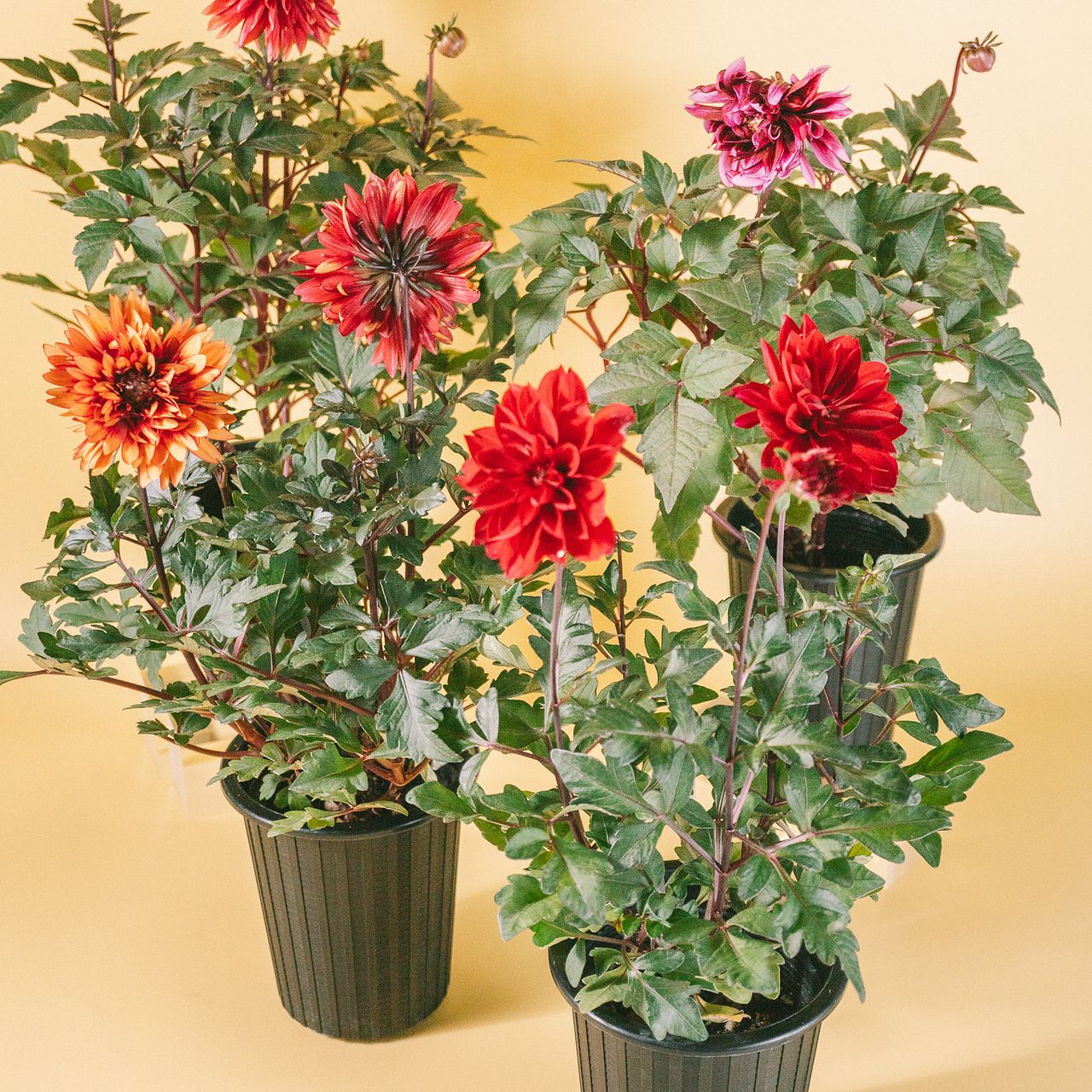 ダリアの鉢「ラベラグランデチョコレート」（1鉢）