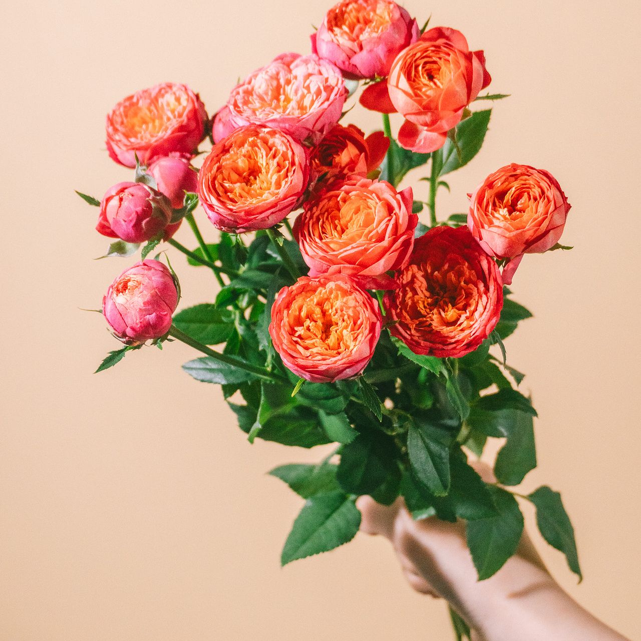 希少品種ローズ「みちくさ」