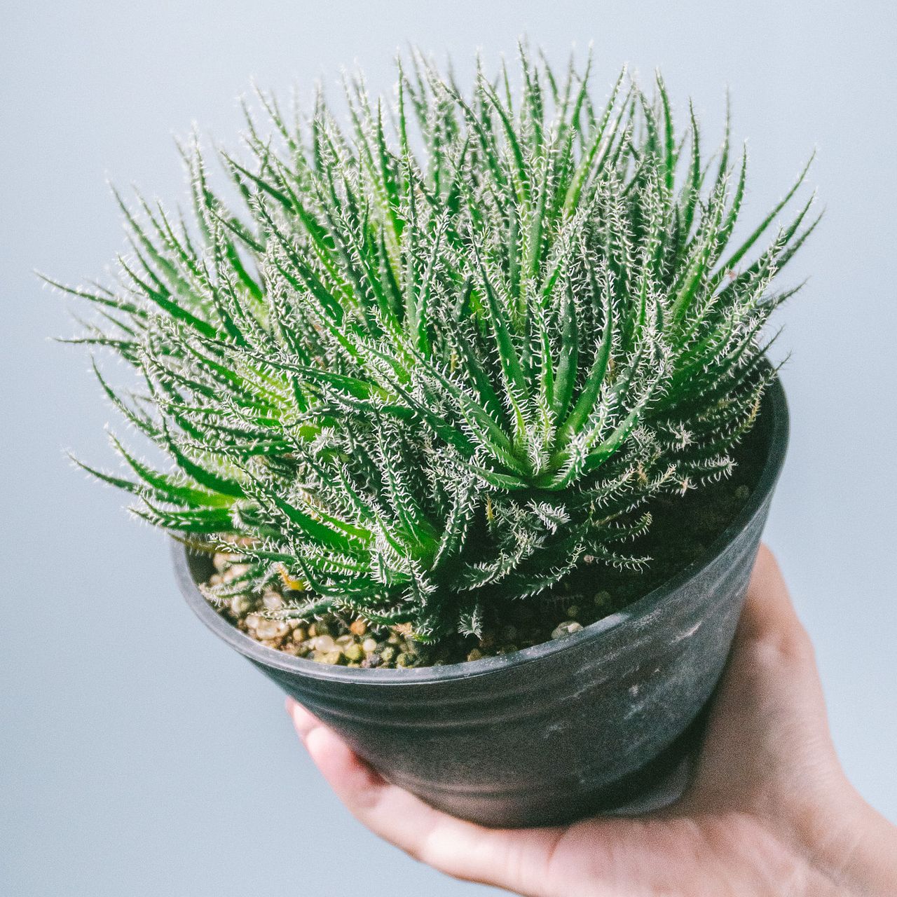 世界最小のアロエ「ハオルチオイデス」