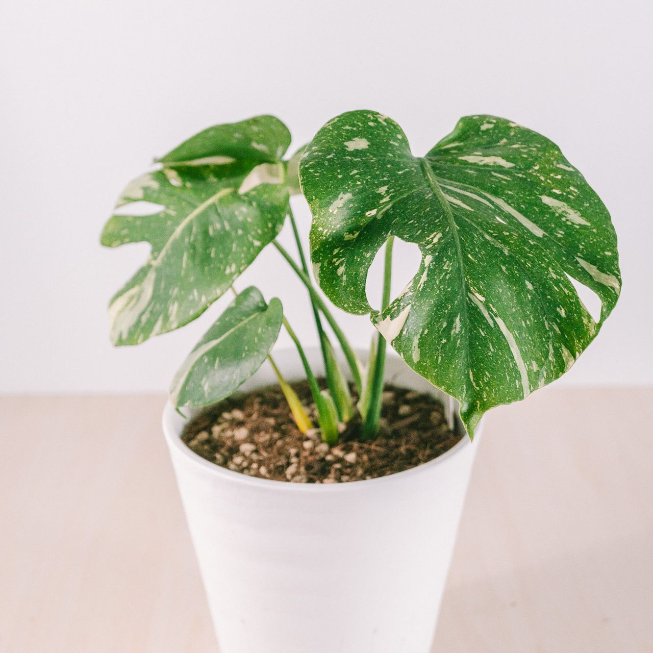 タイコンステーション　大きめ株 large_d320b298-6710-48bb-b0fd-