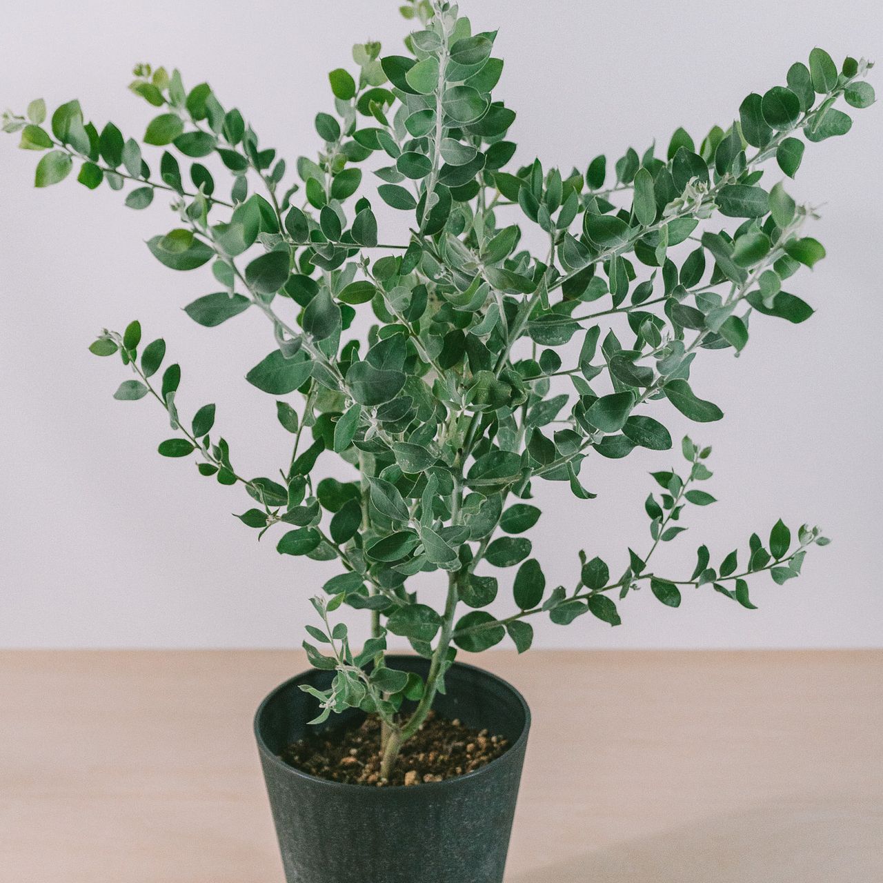 大人気希少✴️ミモザ ✴️ アカシア パール ✴️ 希少！パールアカシア（ミモザ）