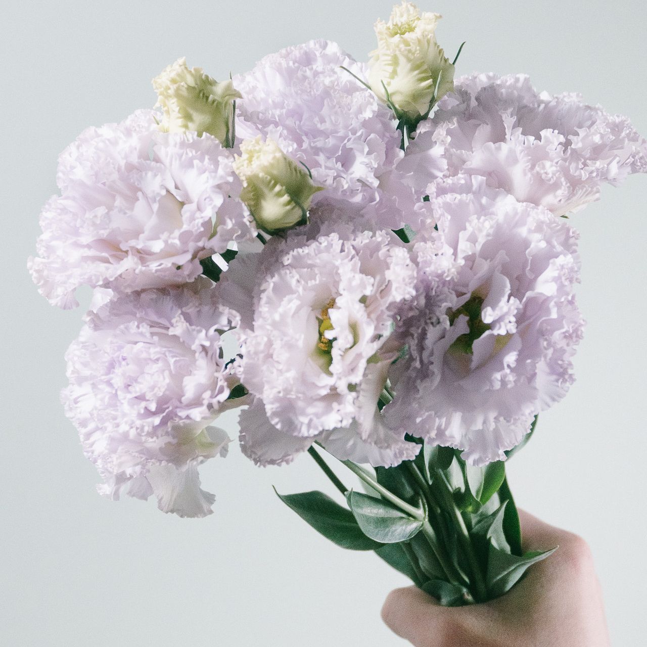 希少品種トルコキキョウ「ソーダ」