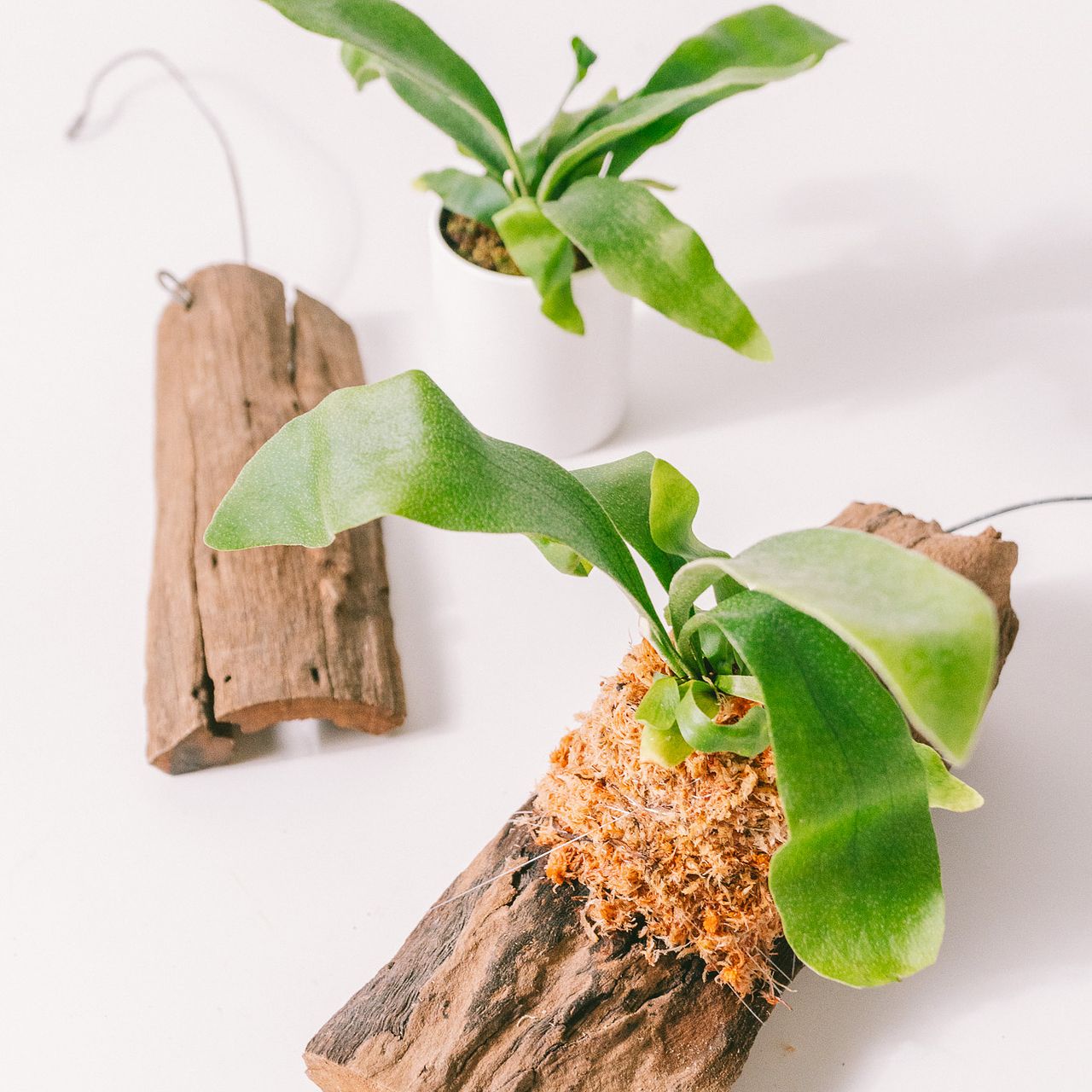 ビカクシダの板付キット