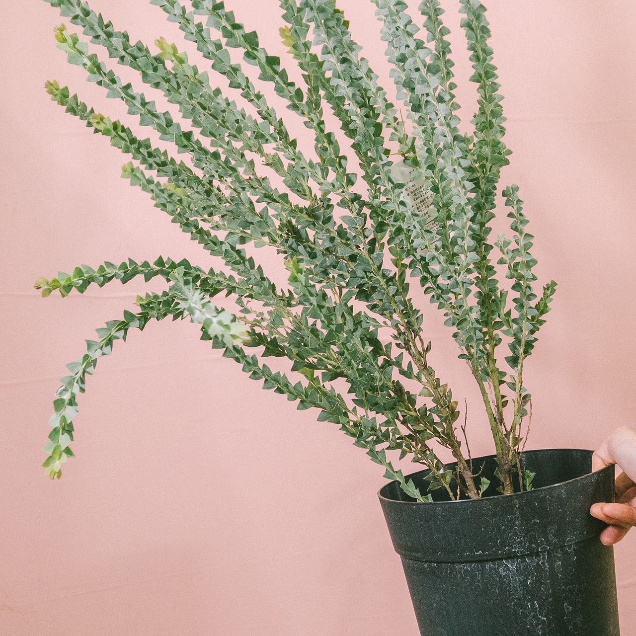 三角葉アカシア（ミモザ）