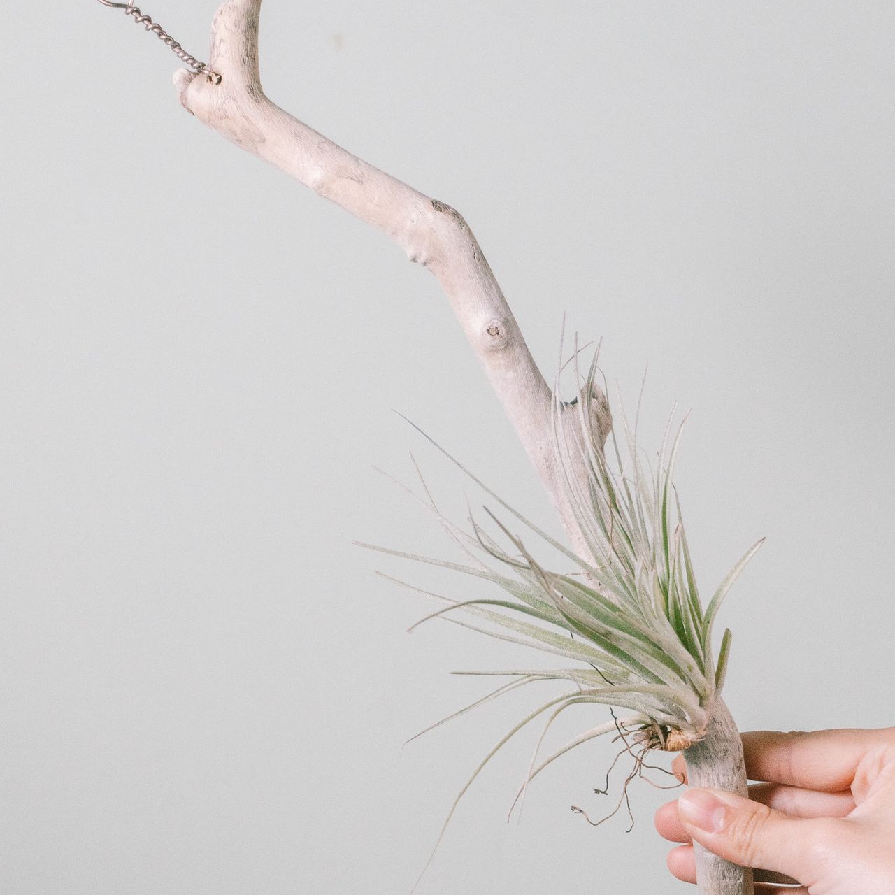 流木仕立てのチランジア「コットンキャンディ」