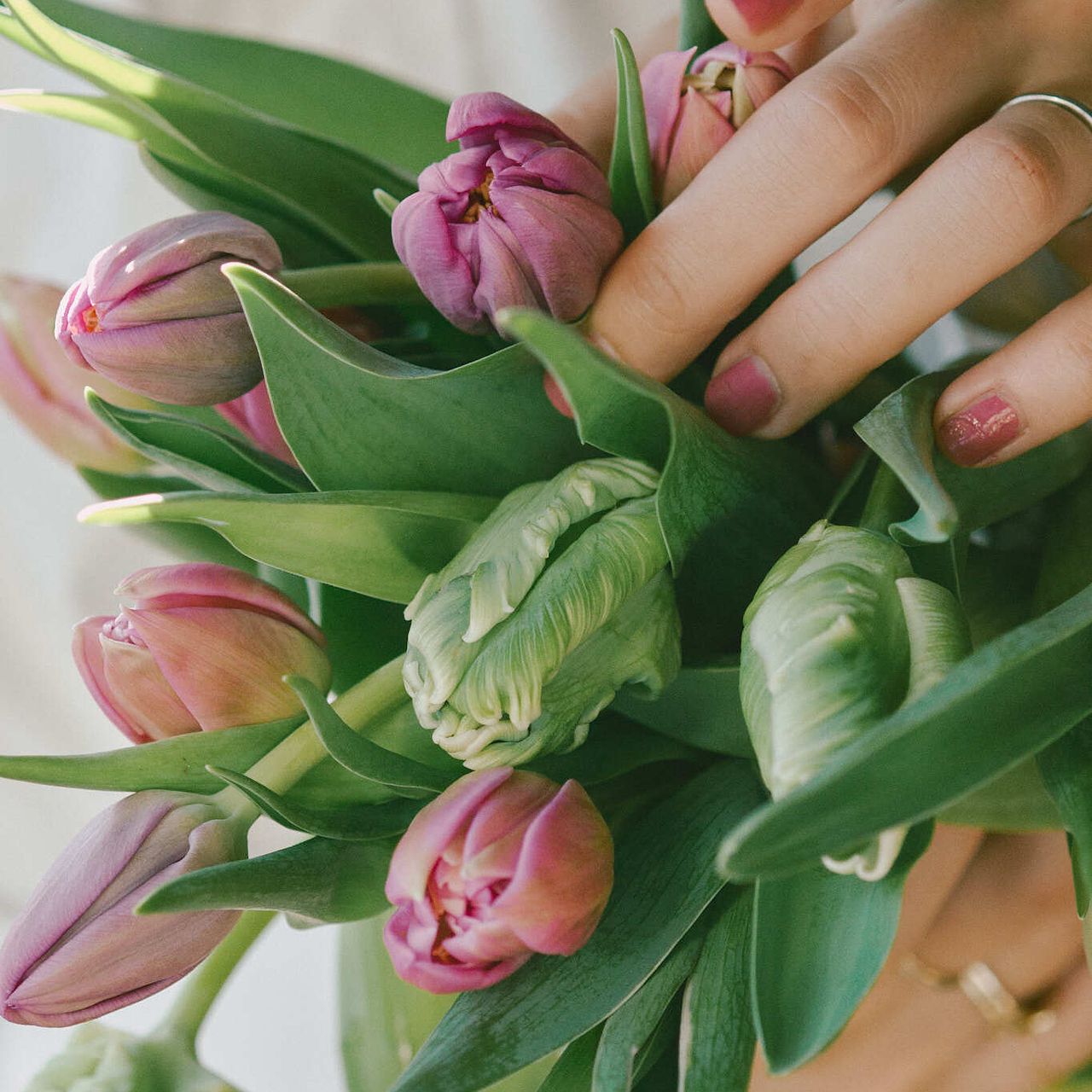 産直】センティアのおまかせチューリップ（14〜15本）