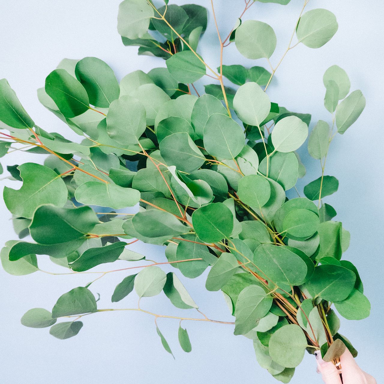 ユーカリ「ポポラス」