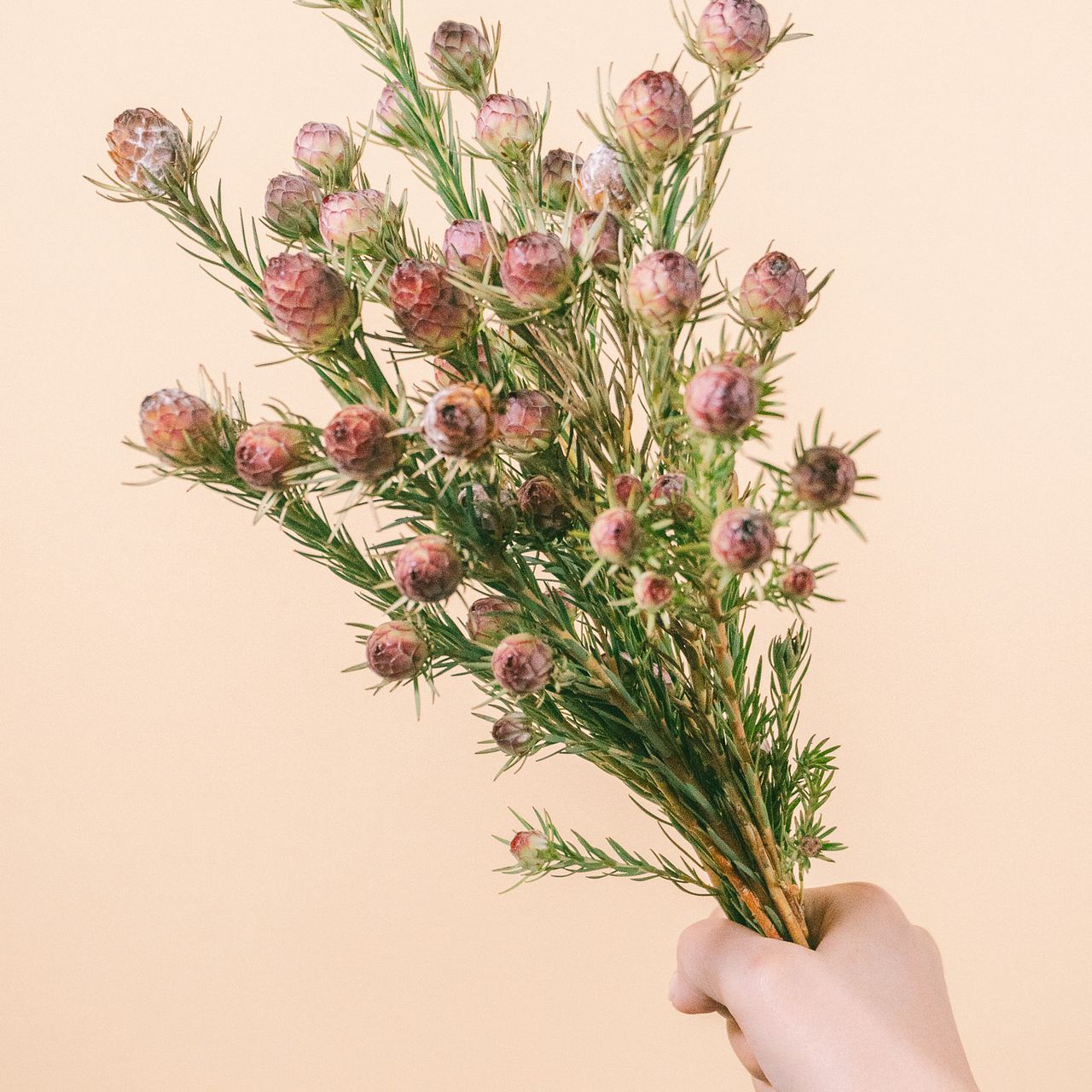 リューカデンドロン「ジュビリークラウン」