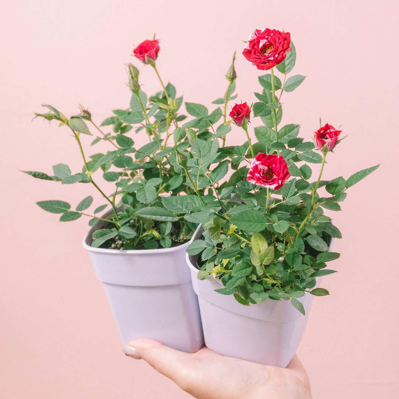 新鮮収穫】ミニバラさま 150個 新鮮収穫】ミニバラさま 150個 楽天市場