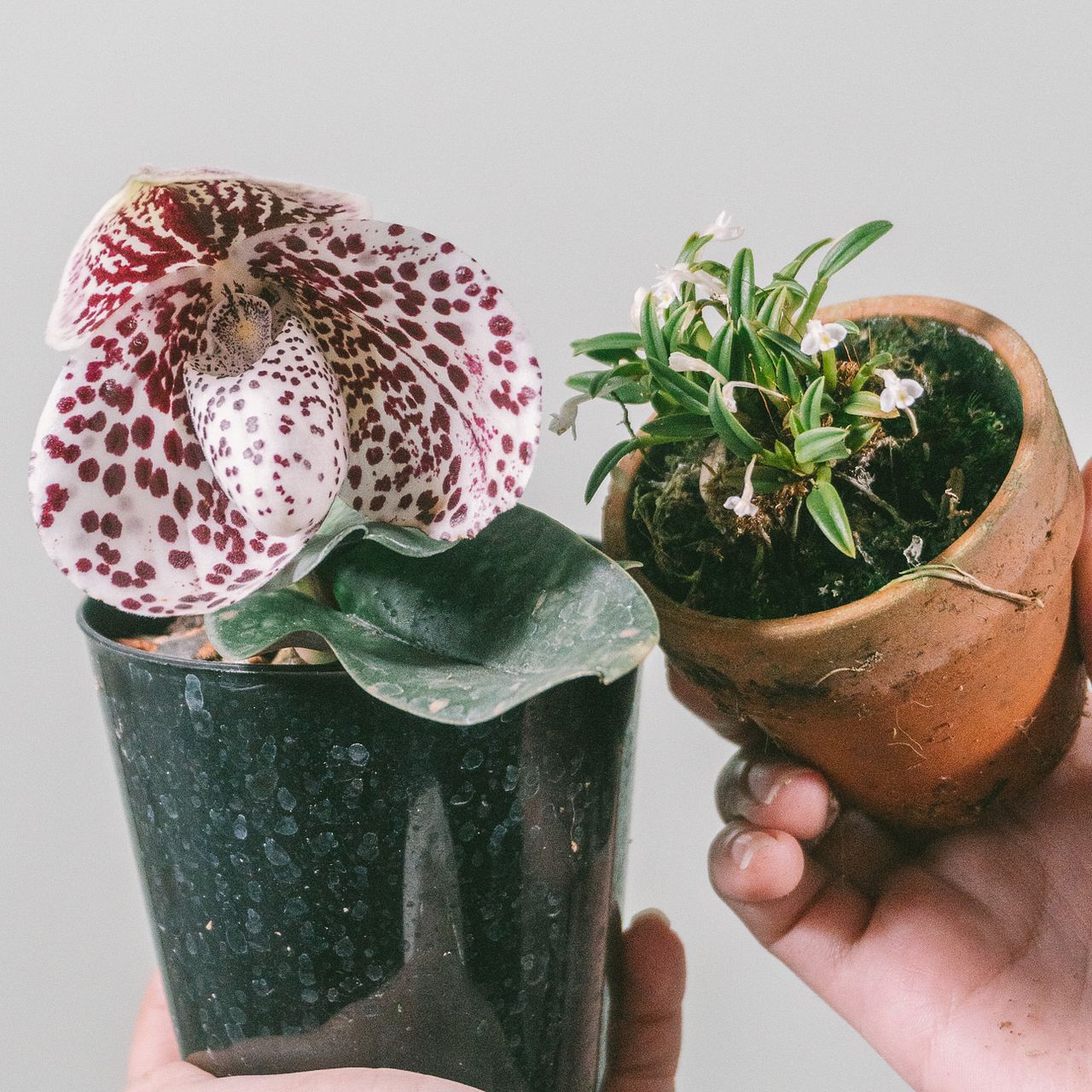 希少品種ランセット