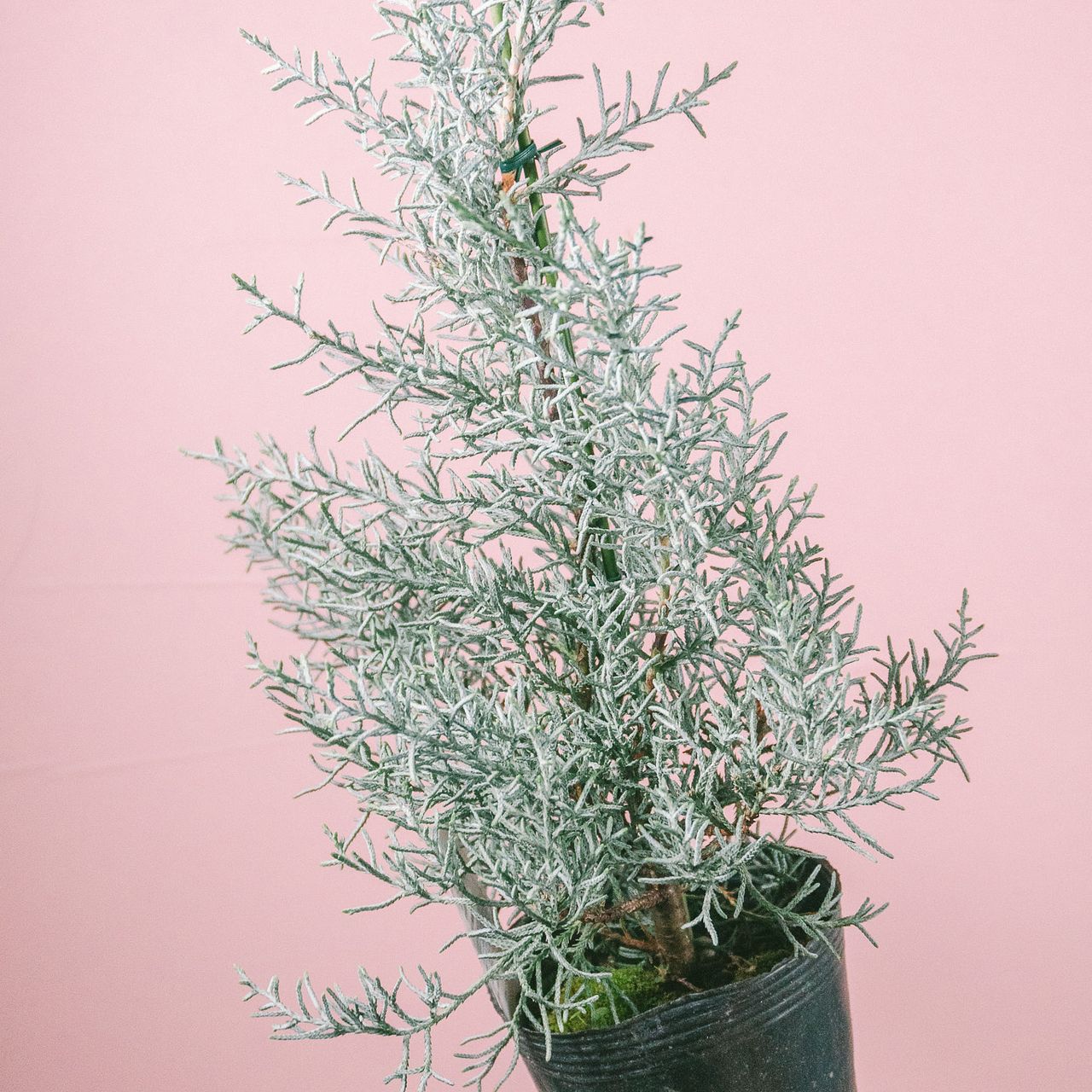 香るブルーアイスの鉢