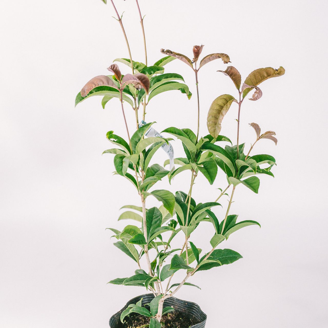 四季咲き「キンモクセイの鉢」