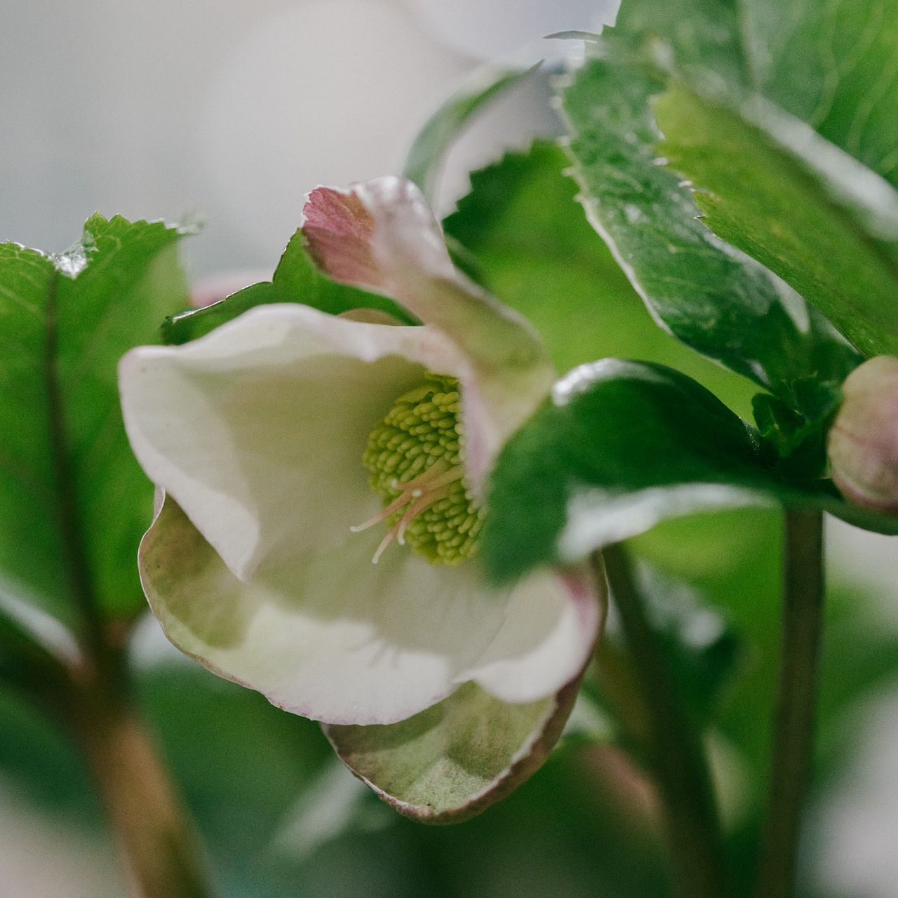 クリスマスローズ 氷の薔薇「アーリーローズ」