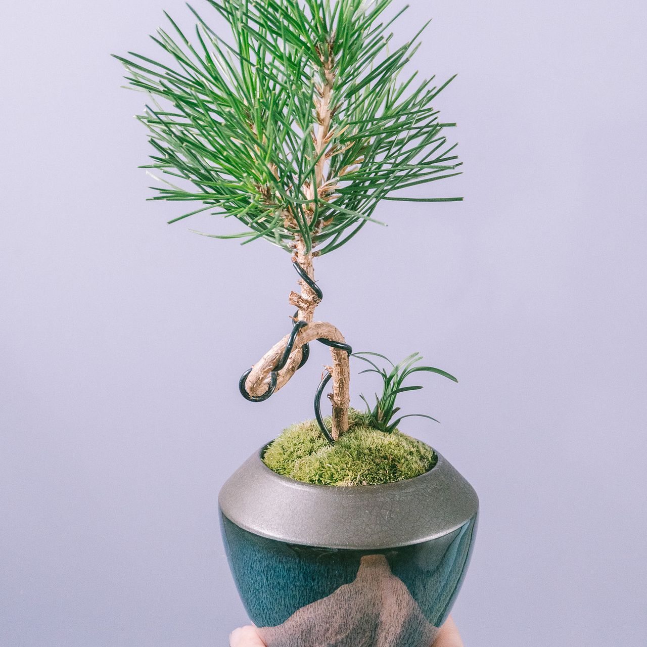 松の盆栽 大きめ 陶器製鉢 陶器鉢の松盆栽