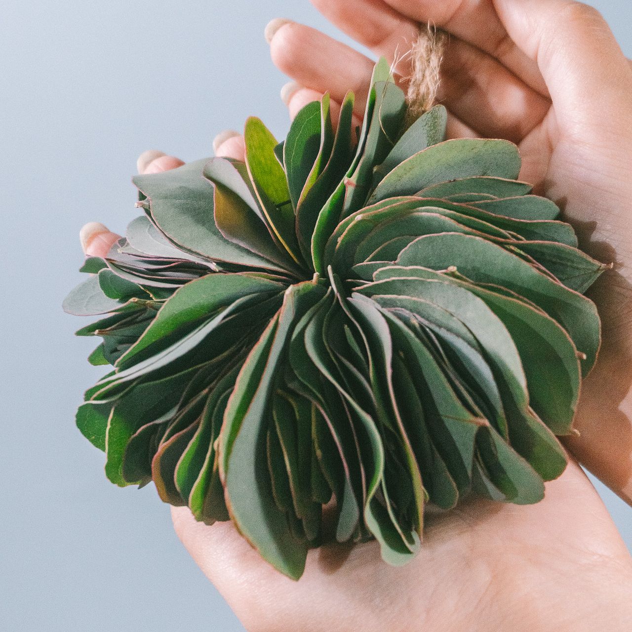 ユーカリ「ポポラス」のミルフィーユリースキット