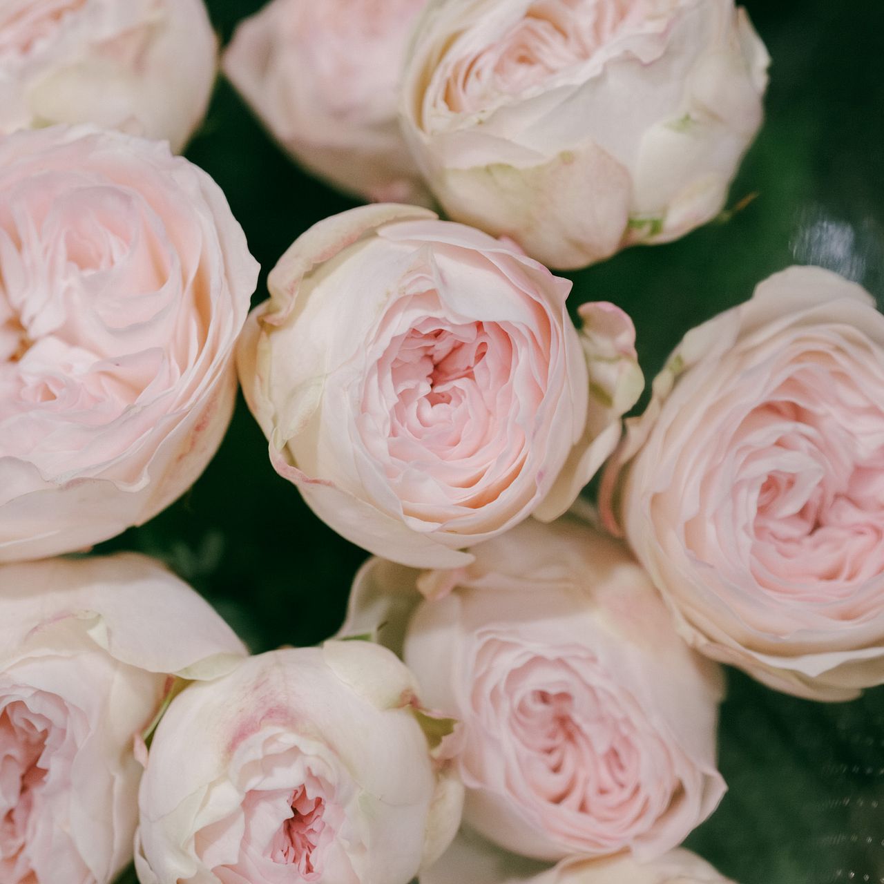 フランスアンティーク激レアウェディングピンクの薔薇とネーム入りの