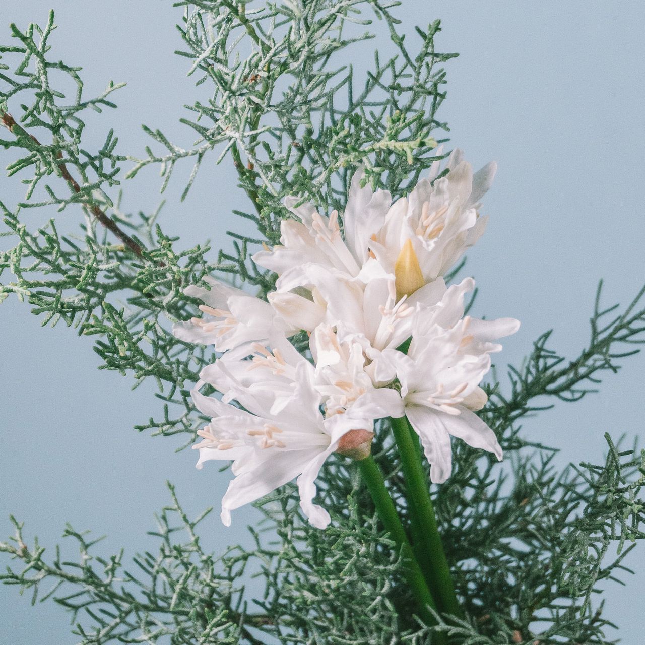 【染め花】アンティーク調 バラ ＆ダイアモンドリリーの花束　ハンドメイド 星咲く花「ダイヤモンドリリー」