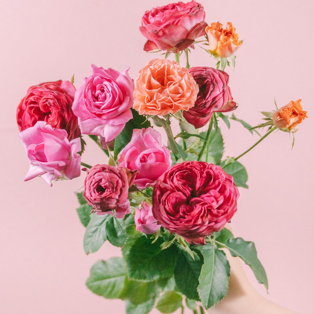 【希少・美品】コレール ローズ 薔薇 ピンク まとめ売り 浅野園芸の希少品種ローズ