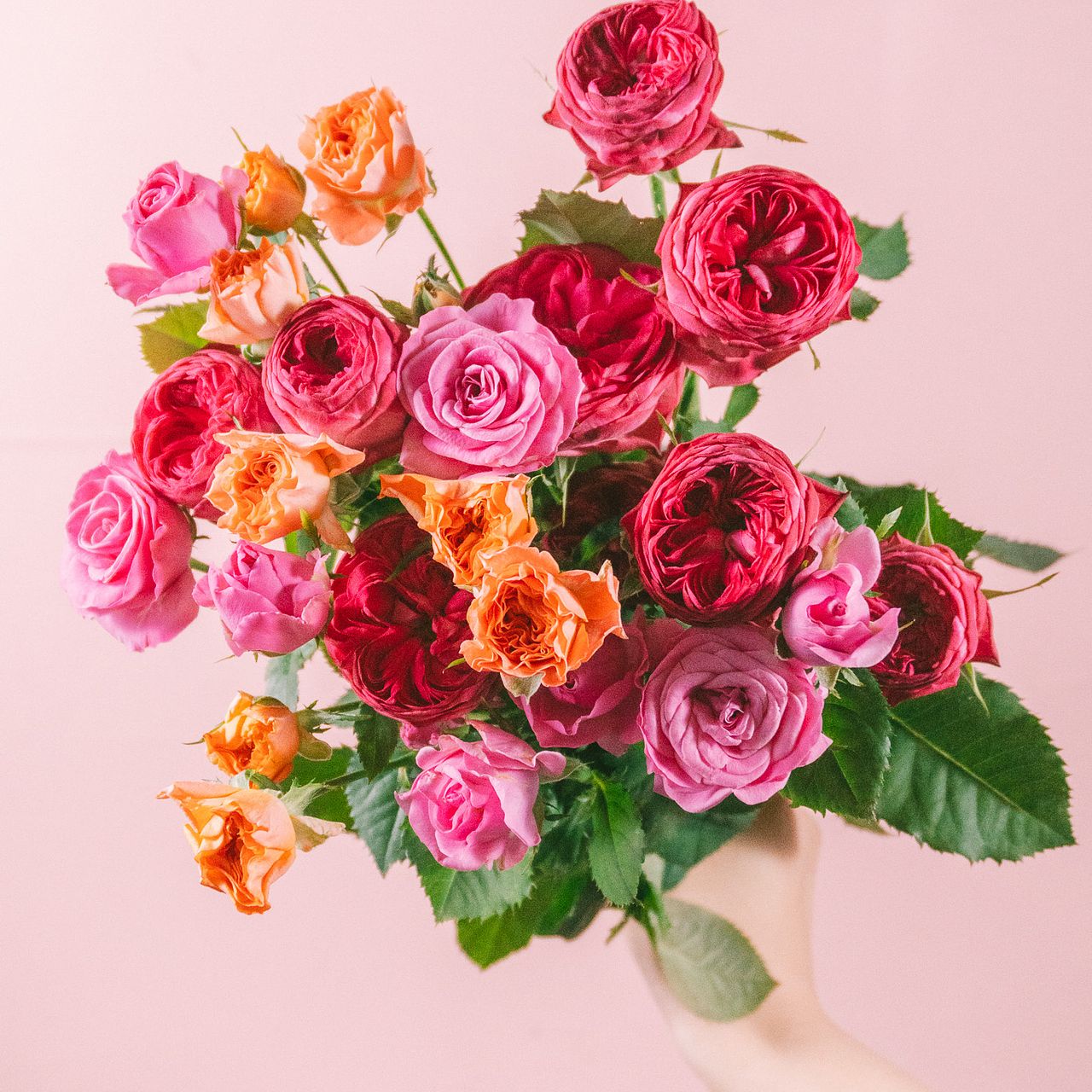 ★ローズページ★ たっぷり！浅野園芸の希少品種ローズ