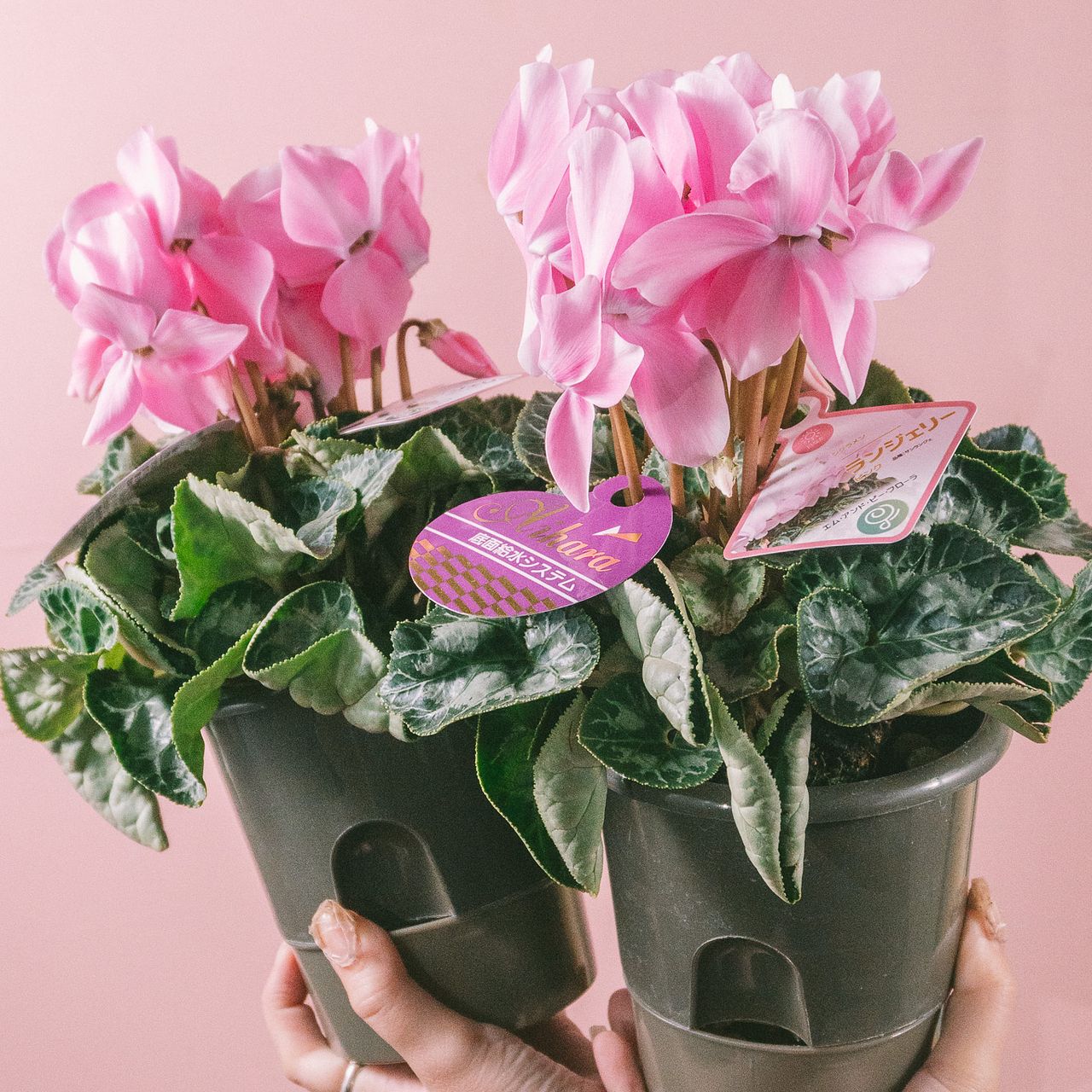 底面給水シクラメン「ランジェリーピンク」（2鉢セット）