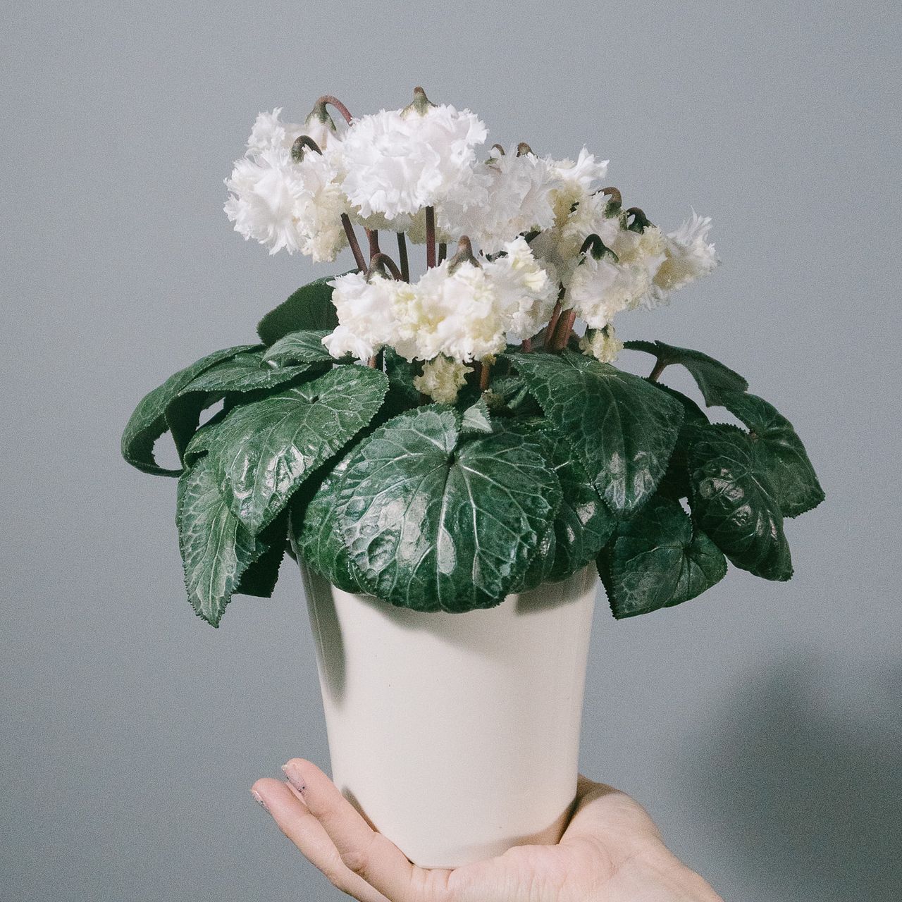 白花 シクラメン「ホワイトスワン」