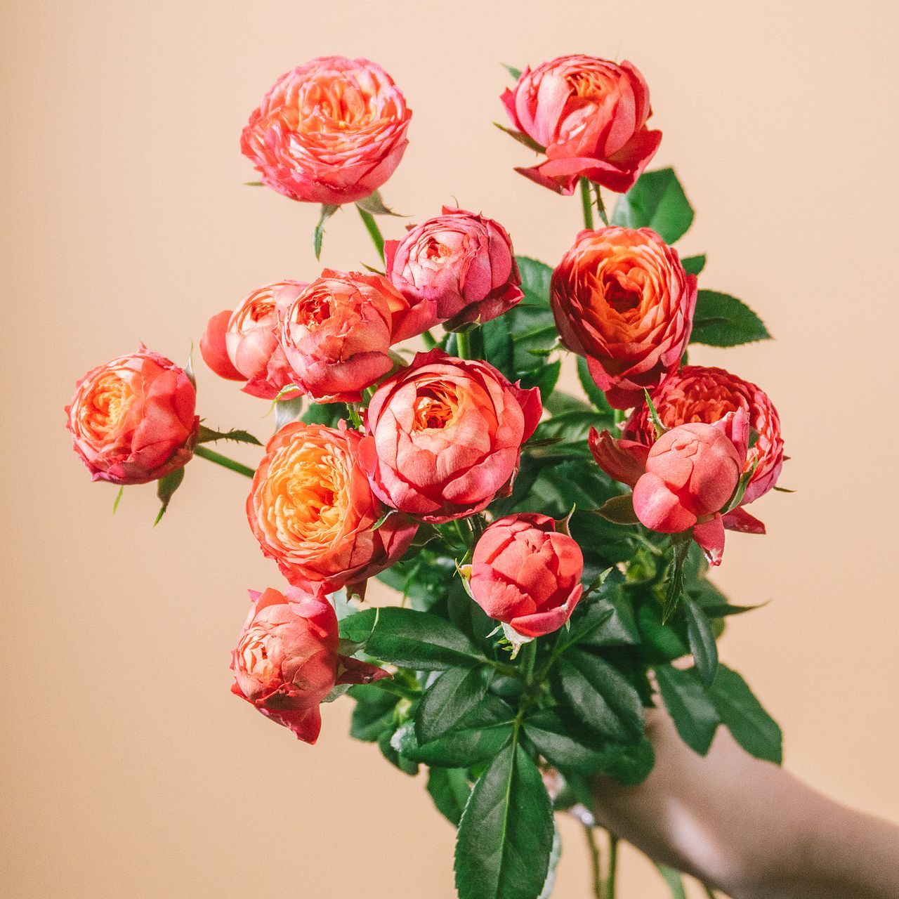 希少品種ローズ「みちくさ」（3本）