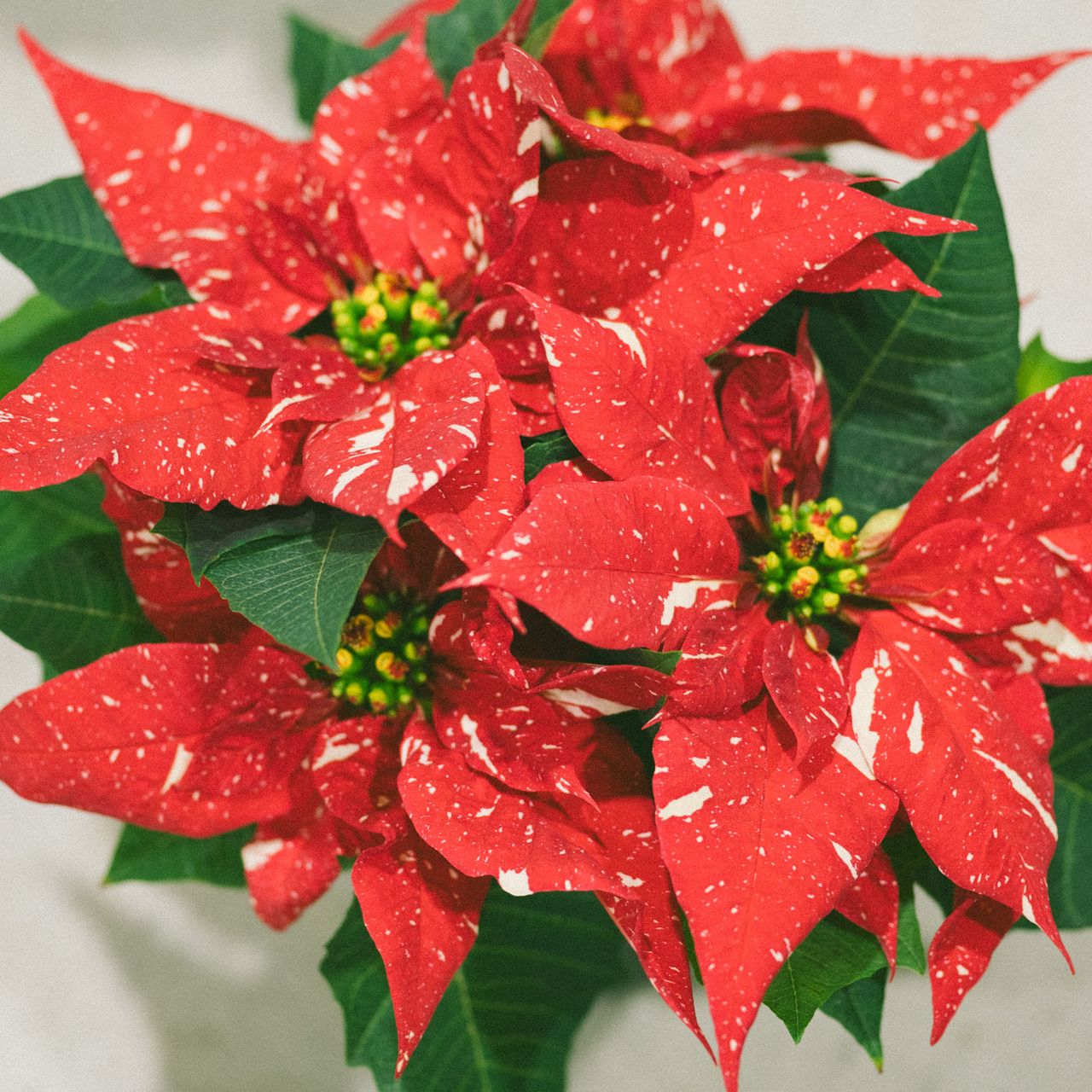ポインセチア「ジングルベル」