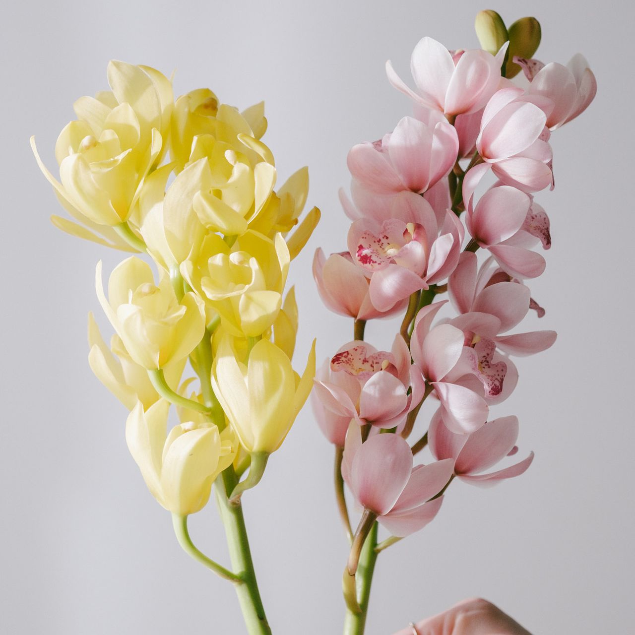 産直】石田蘭園のシンビジウム「ピンクとイエロー」（2本）