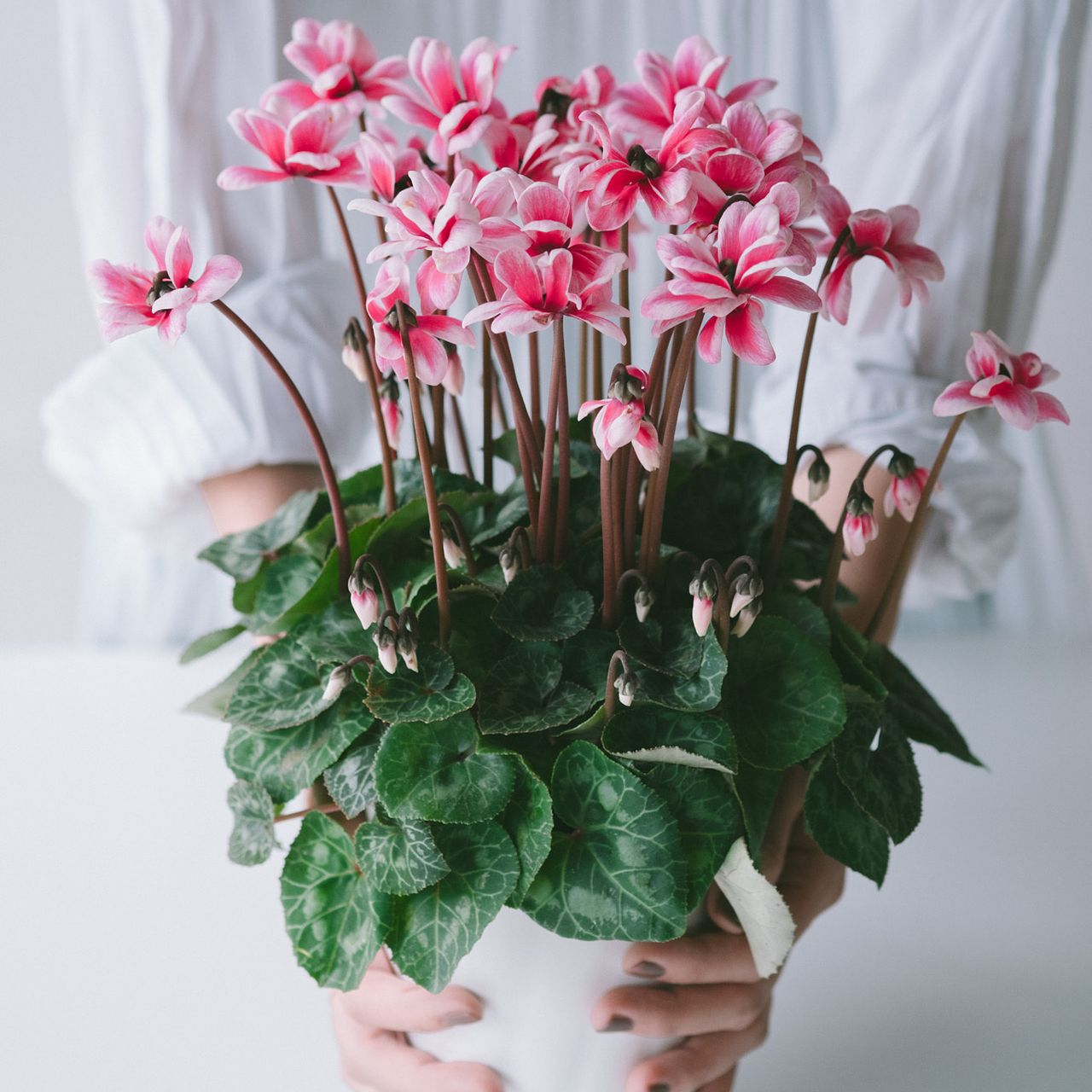 八重咲のシクラメン「チモピコティピンク」