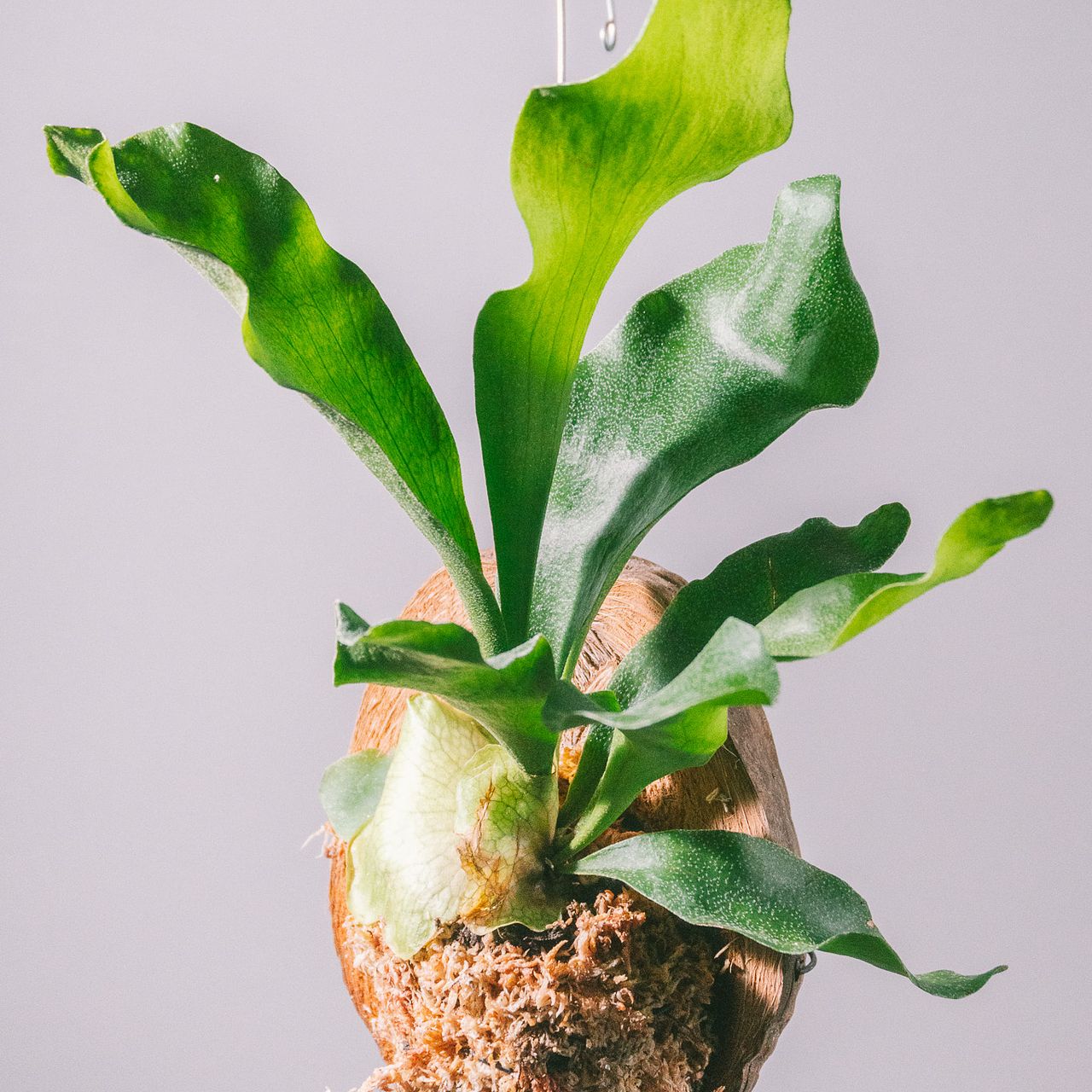 ヤシの実で育てる「ビカクシダ」