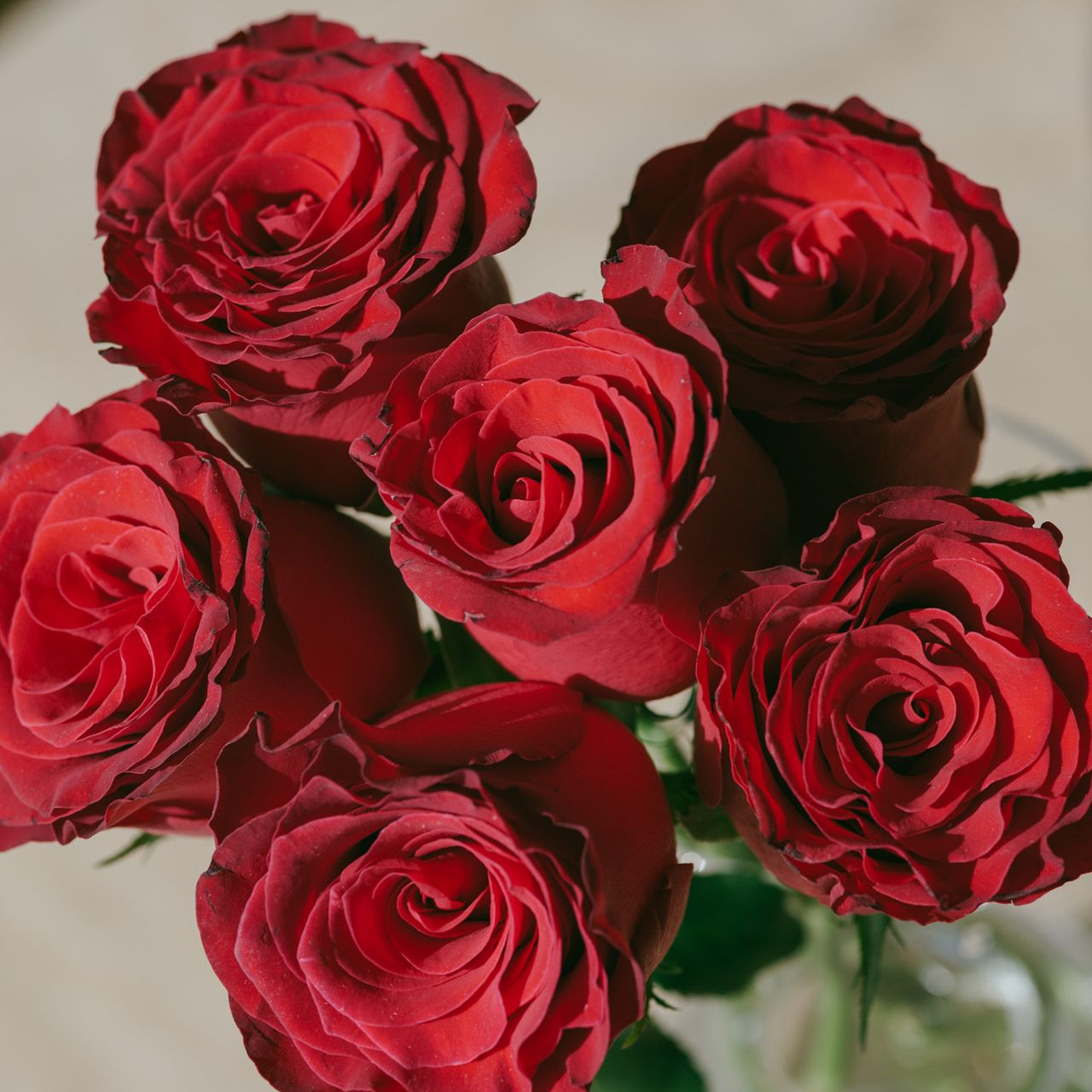 ウィンターベルベットローズ