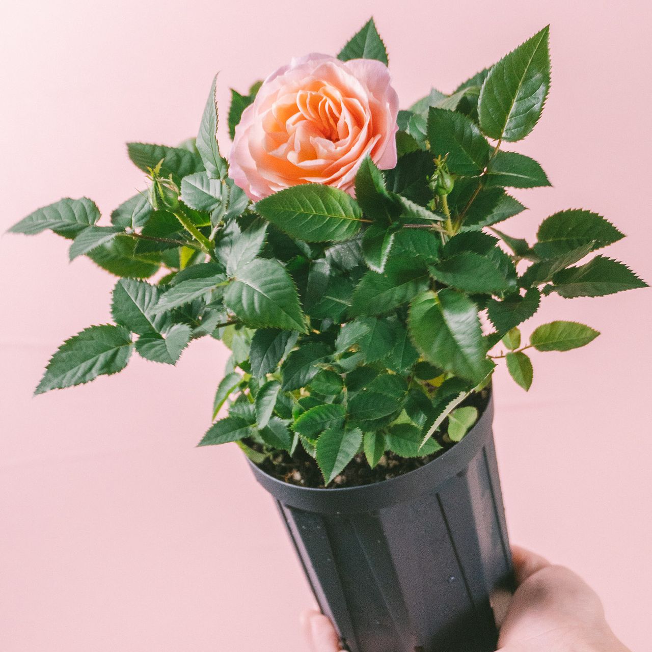 希少ローズ「フジサンフォーエバー」