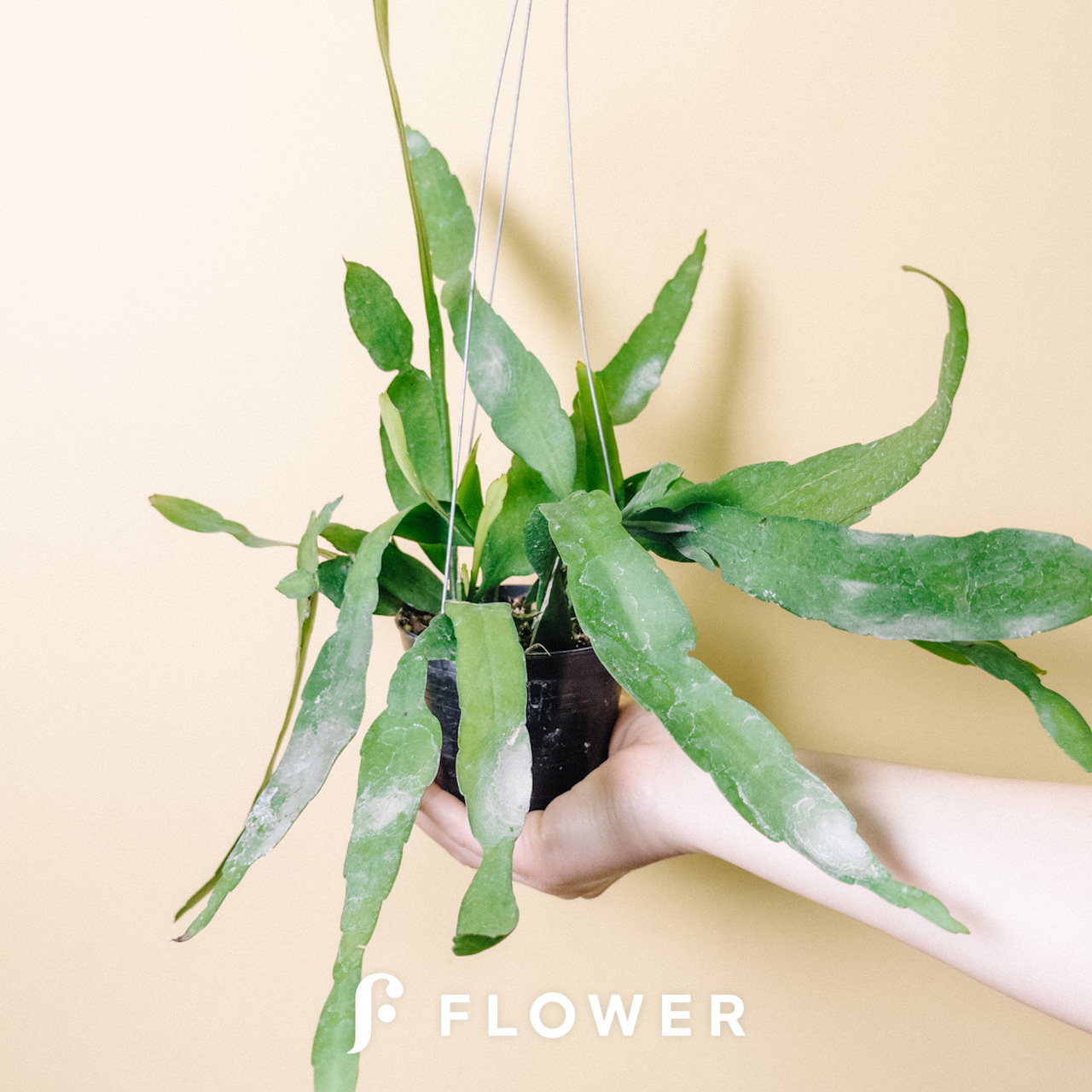 今年度最終出品　 月下美人 45 支柱 鉢付 8月23日現在花芽2つついています 今年度最終出品 月下美人 45 支柱 鉢付 8月23日現在