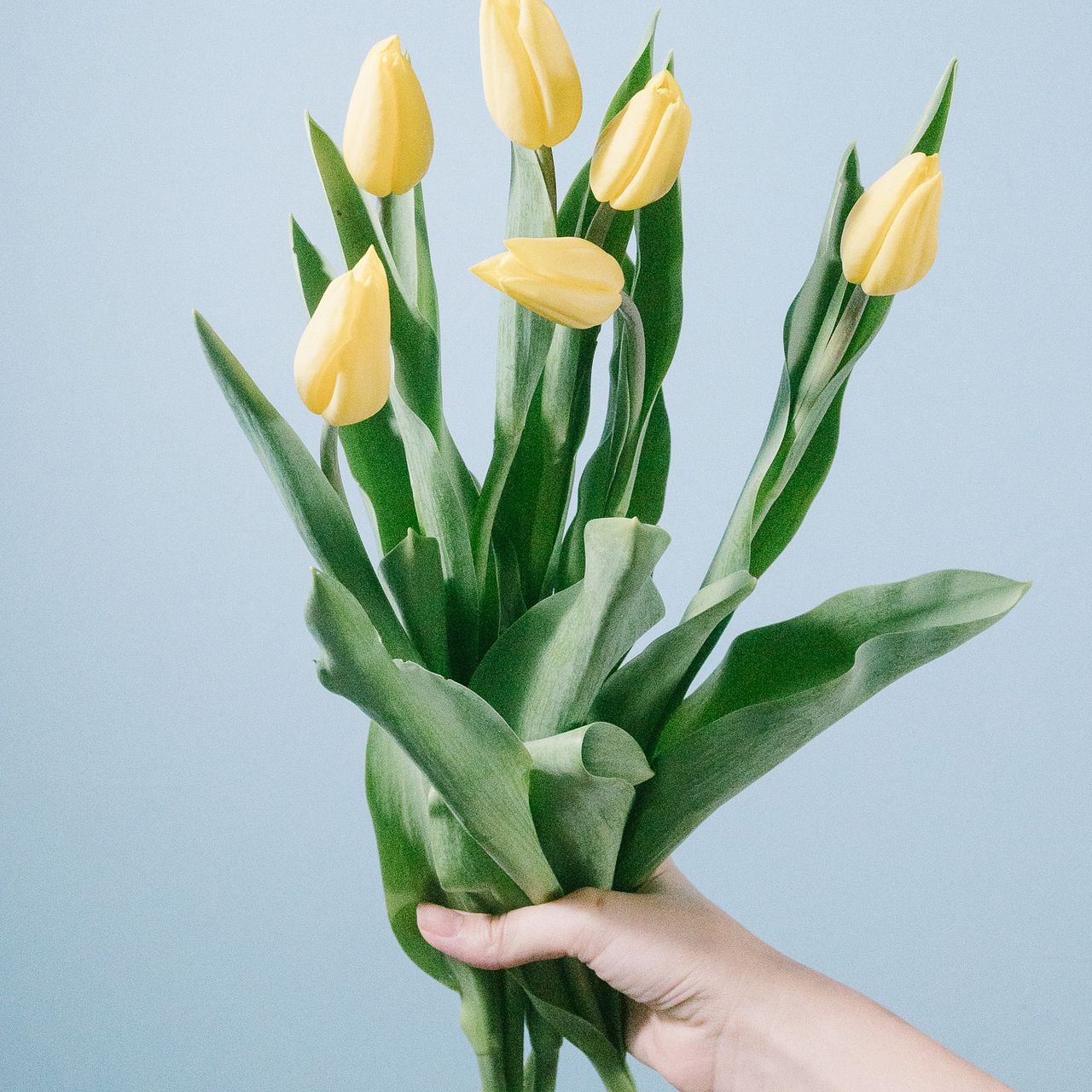 早咲き黄色いチューリップ