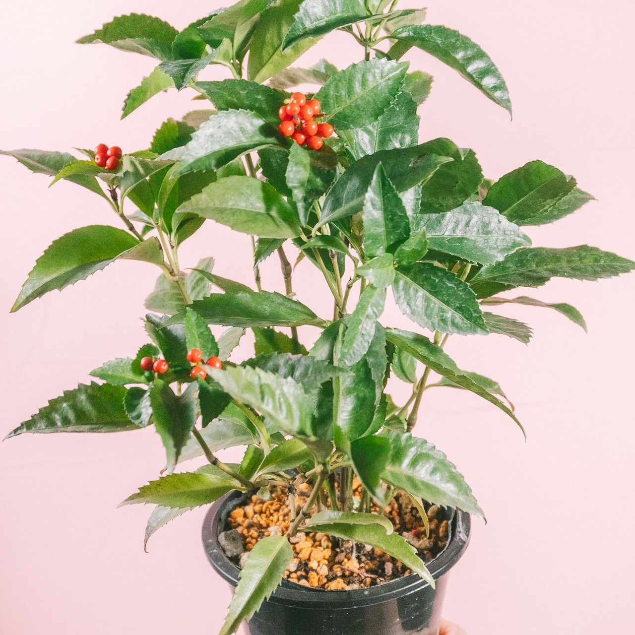 お正月の縁起物「千両の鉢」