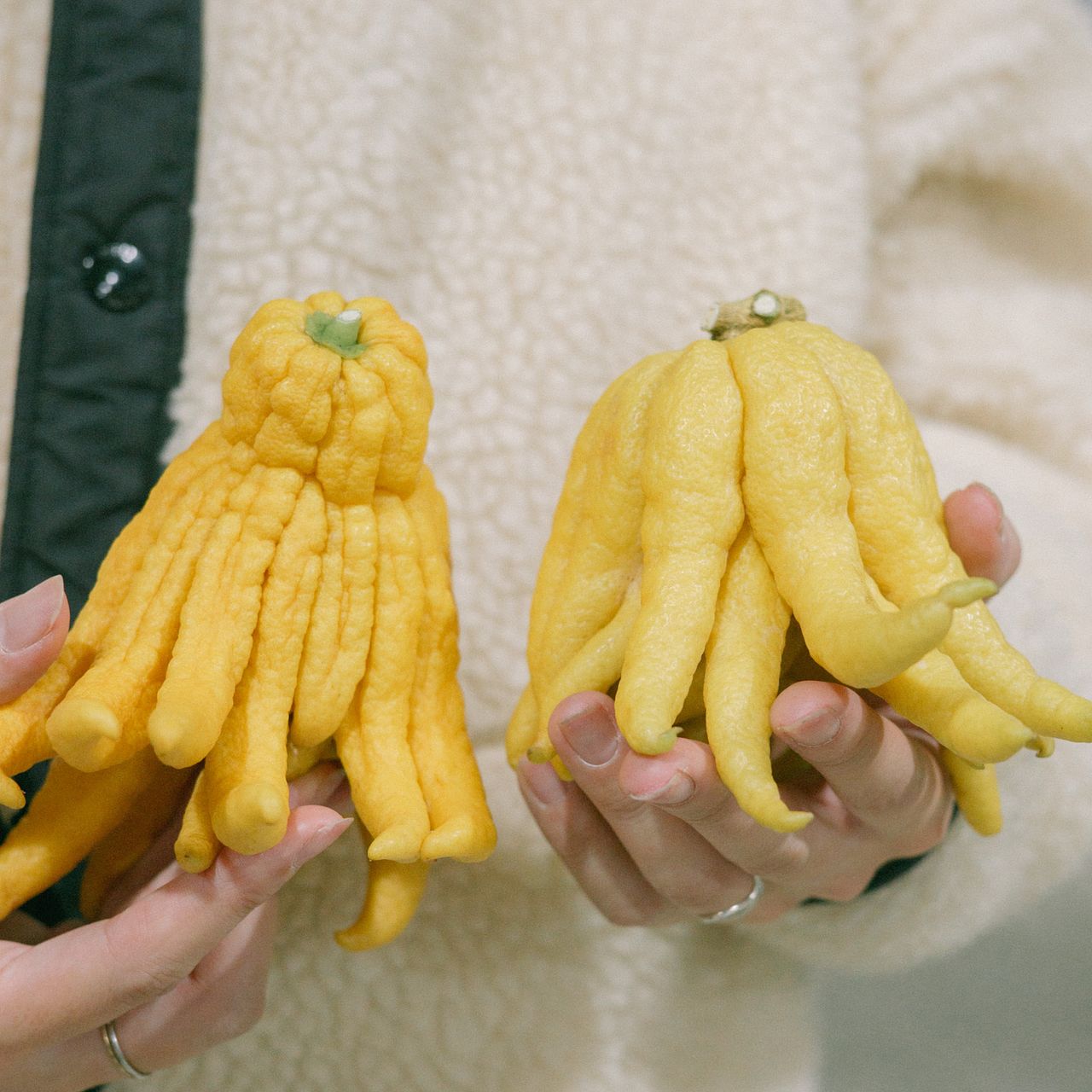お正月の縁起物「仏手柑」（1個）
